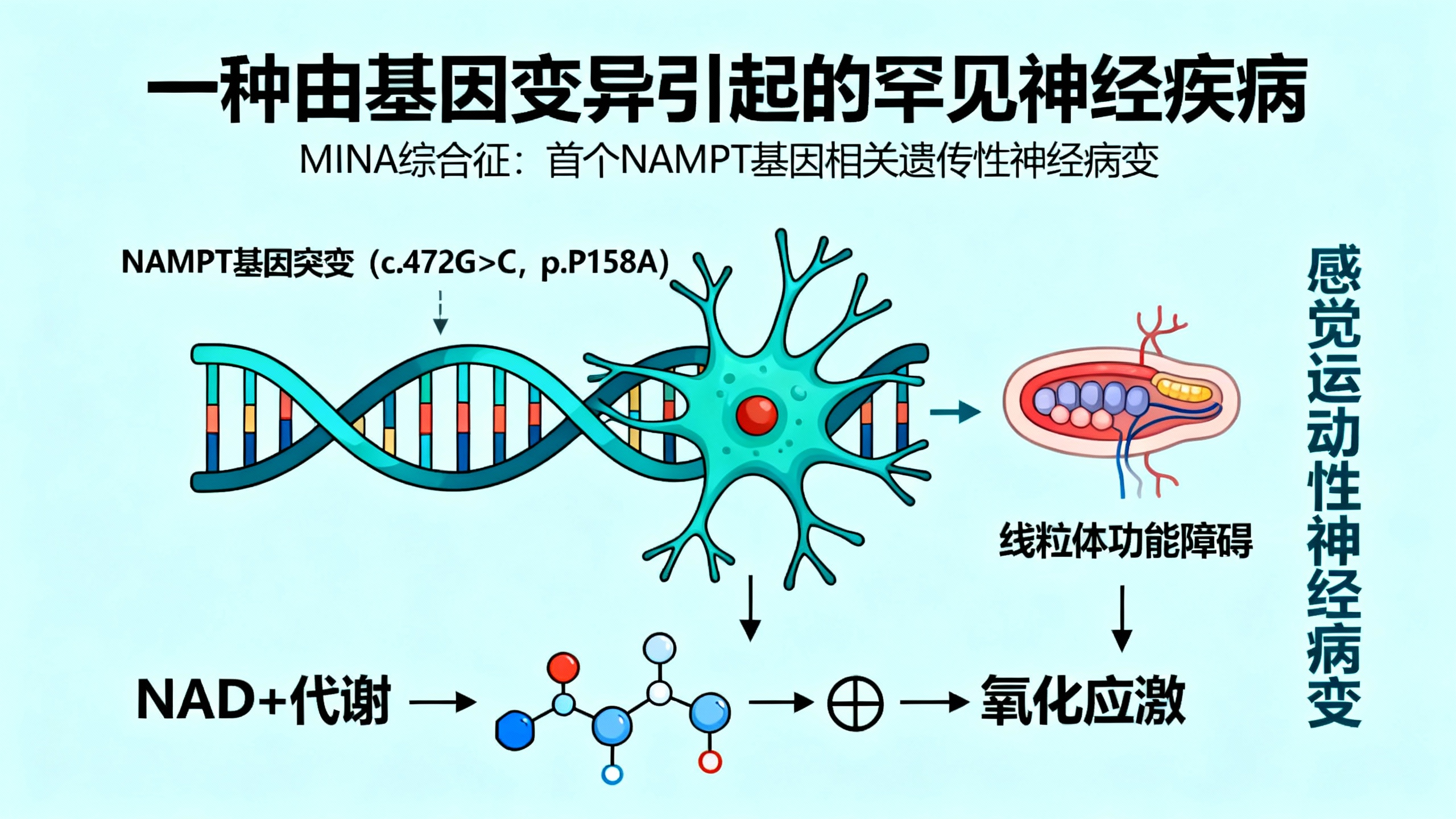 一个NAMPT基因突变，竟让兄妹俩坐上轮椅？MINA综合征首次被锁定！