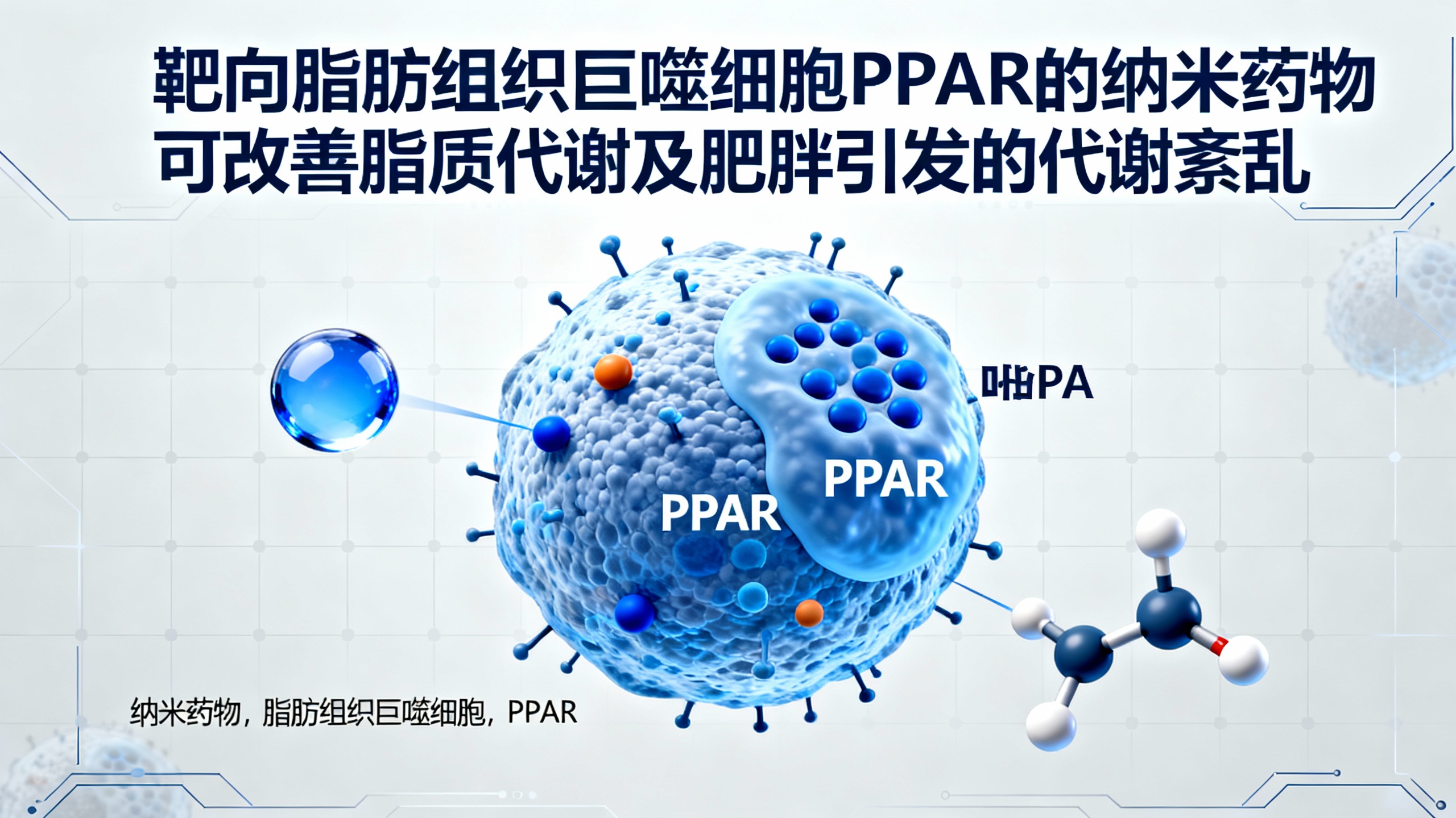 靶向脂肪组织巨噬细胞PPAR的纳米药物可改善脂质代谢及肥胖引发的代谢紊乱