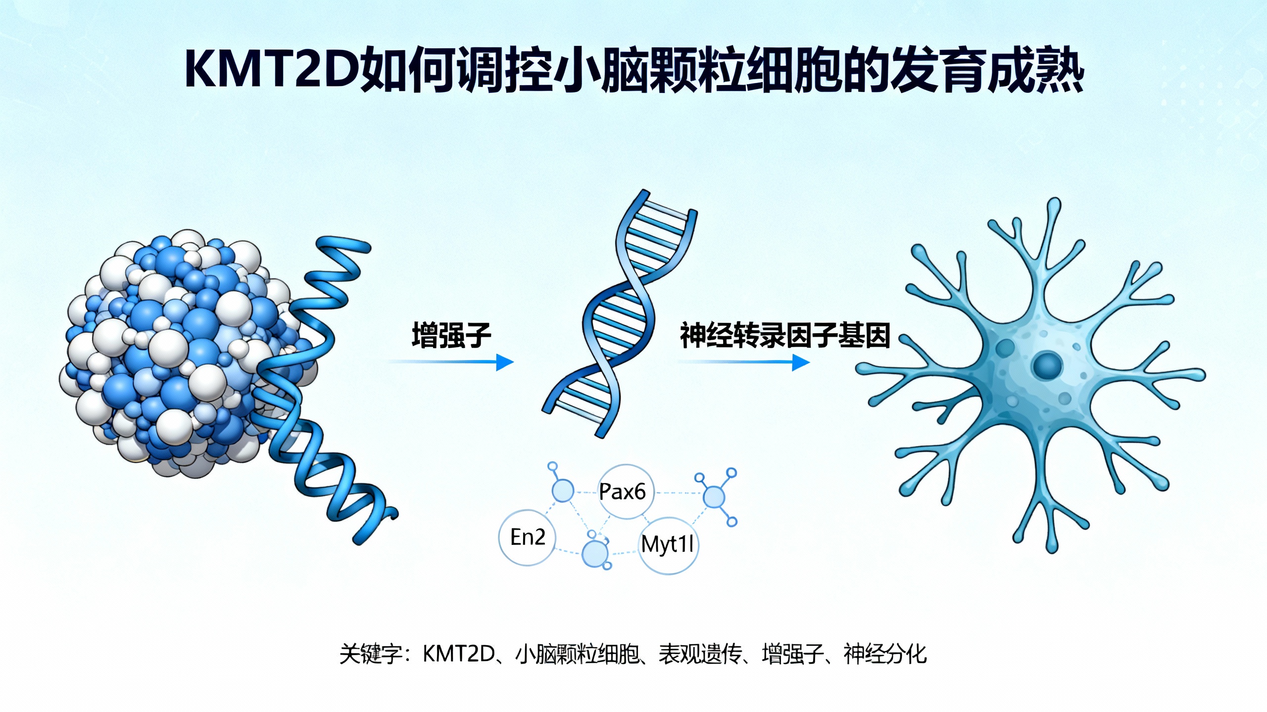 小脑里的“时间管理员”KMT2D：它不开工，80%的脑细胞都长歪！