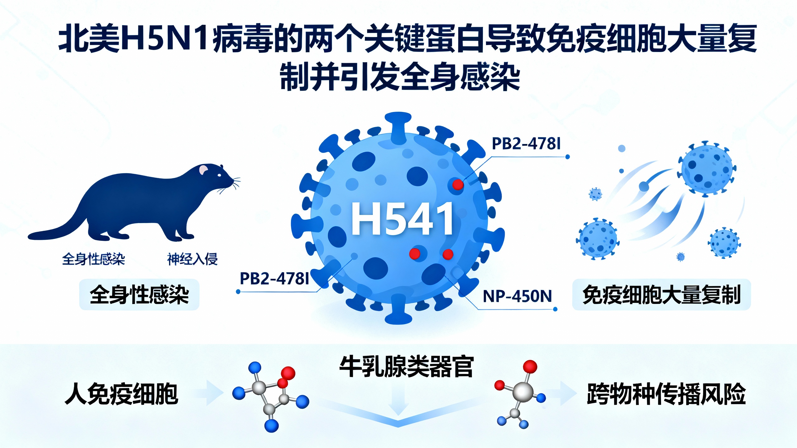 北美H5N1病毒PB2与NP蛋白：免疫细胞扩增与全身感染的幕后推手