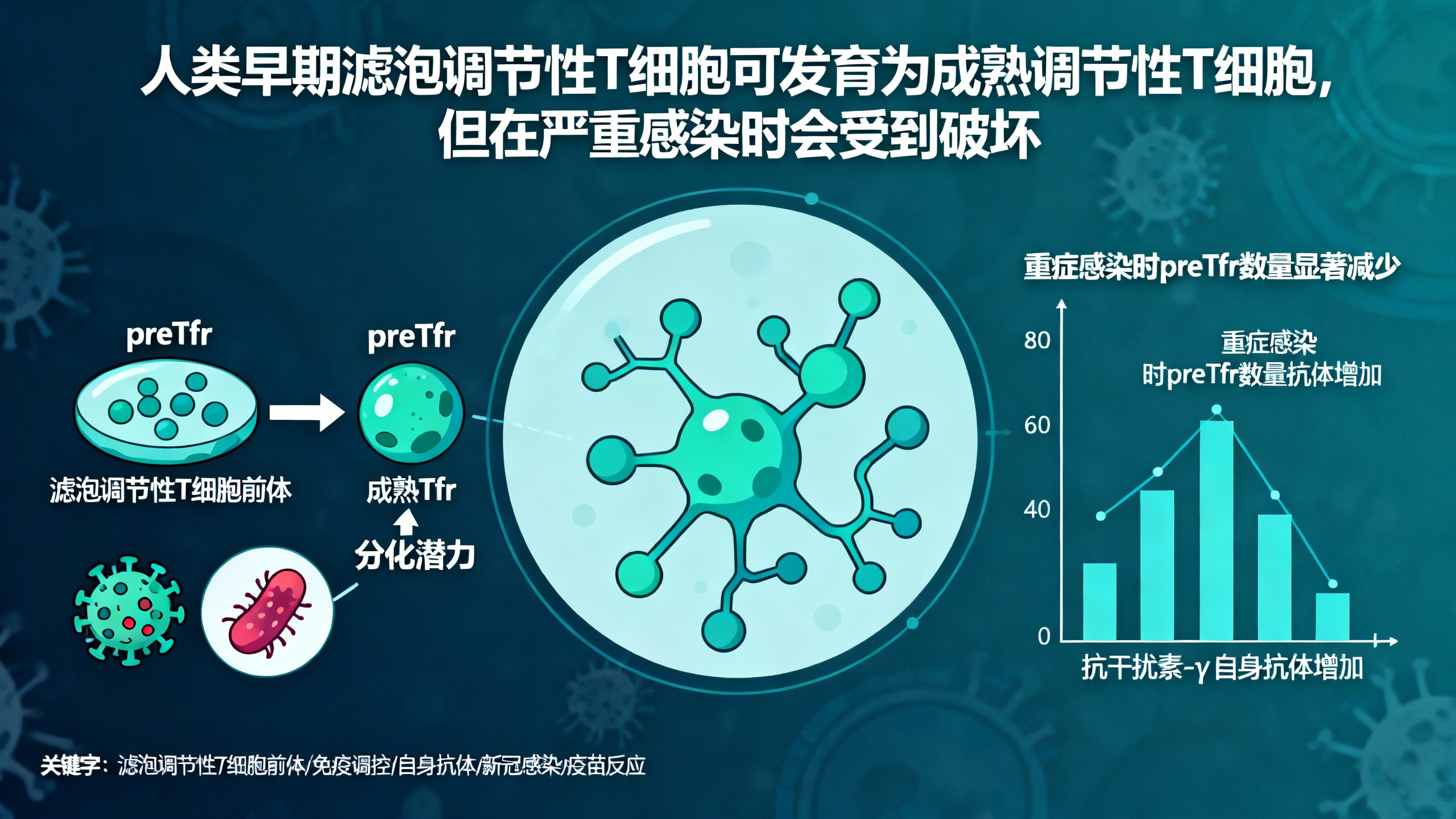 人类前体滤泡调节性T细胞已准备好分化为成熟Tfr，并在严重感染期间被破坏