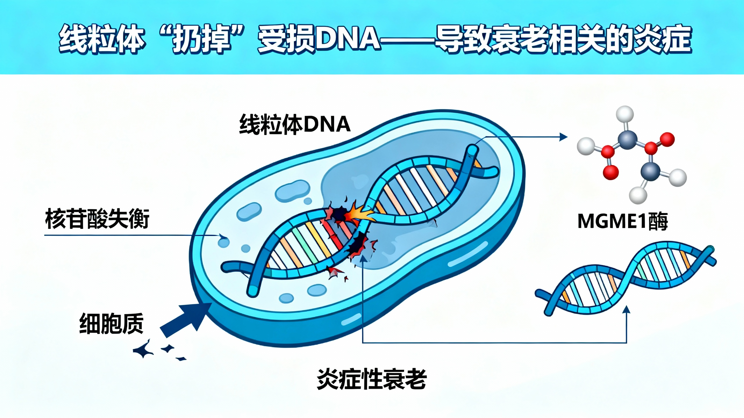 线粒体“扔掉”受损DNA——导致衰老相关的炎症