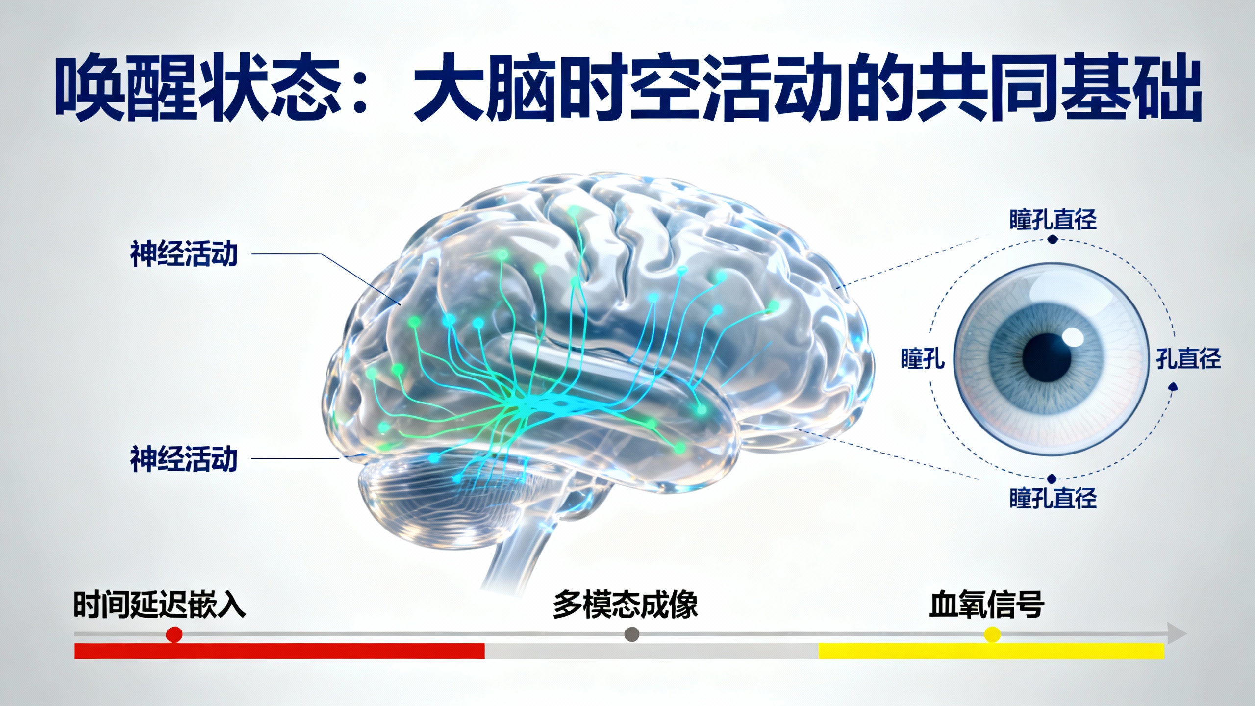 唤醒状态：大脑时空活动的共同基础