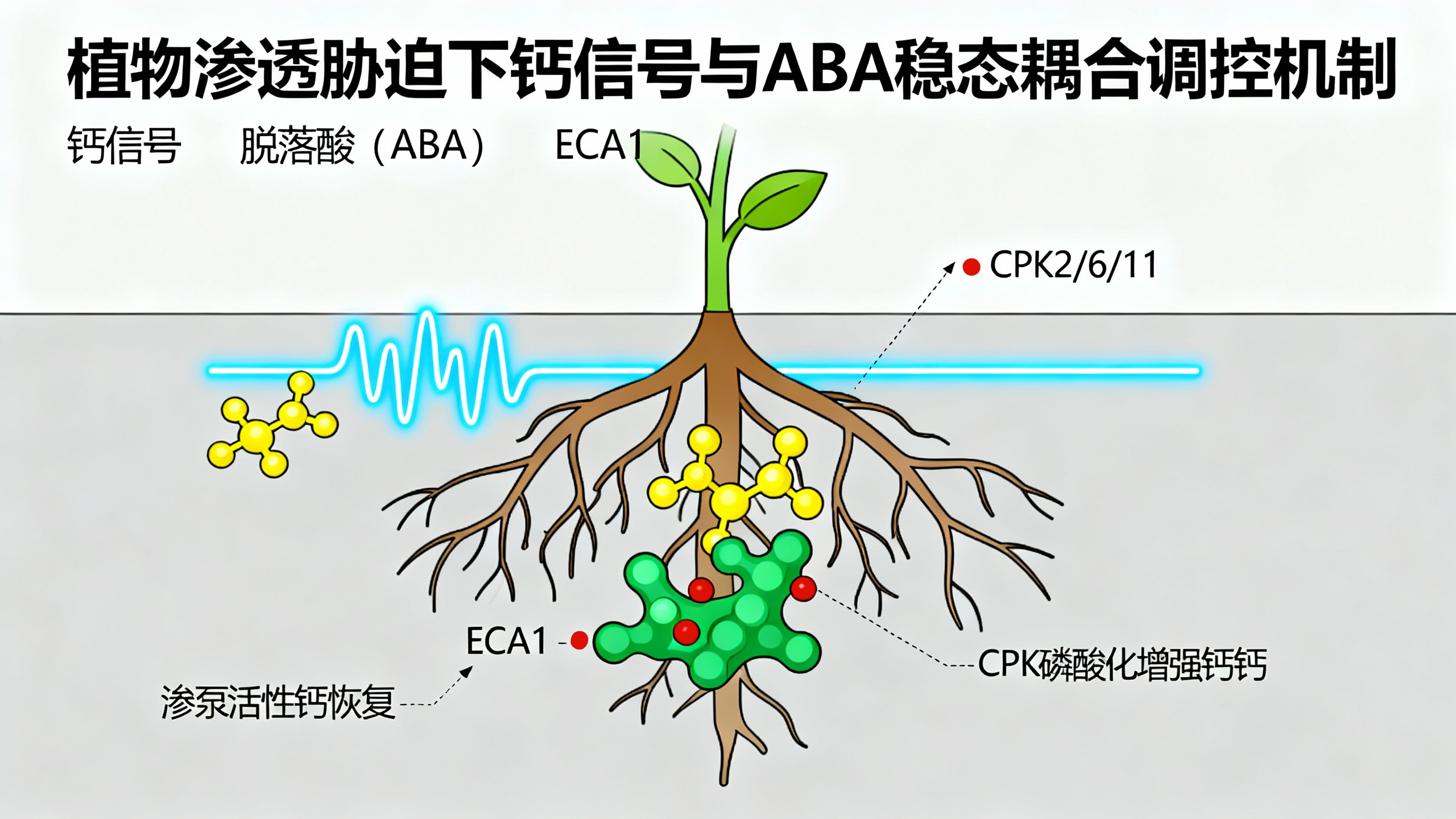 【植物抗旱黑科技】钙离子+ABA的“跷跷板”原来是这样平衡的！
