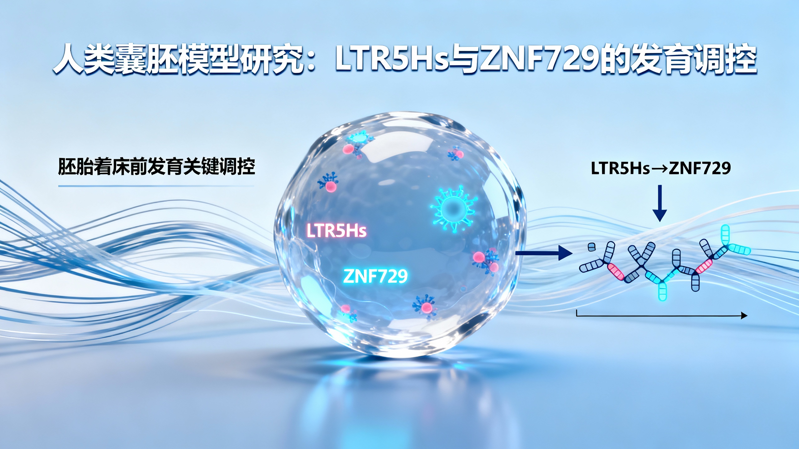 人类特有的一种调控机制在胚胎着床前模型中被发现
