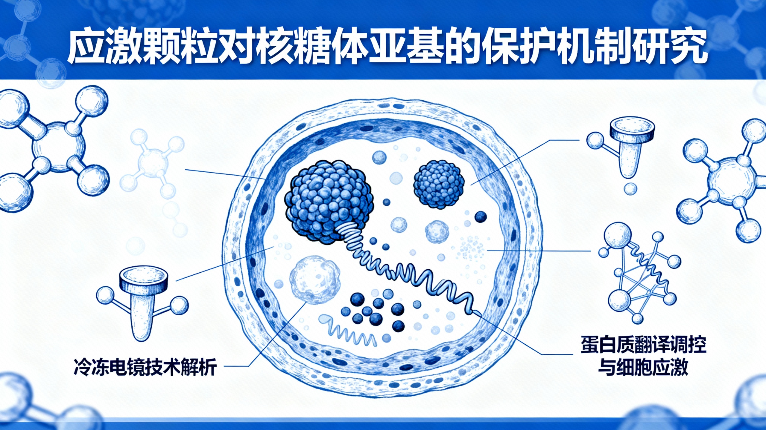 细胞里的“防空洞”长啥样？应激颗粒不是翻译杀手，而是40S小亚基的保险箱！
