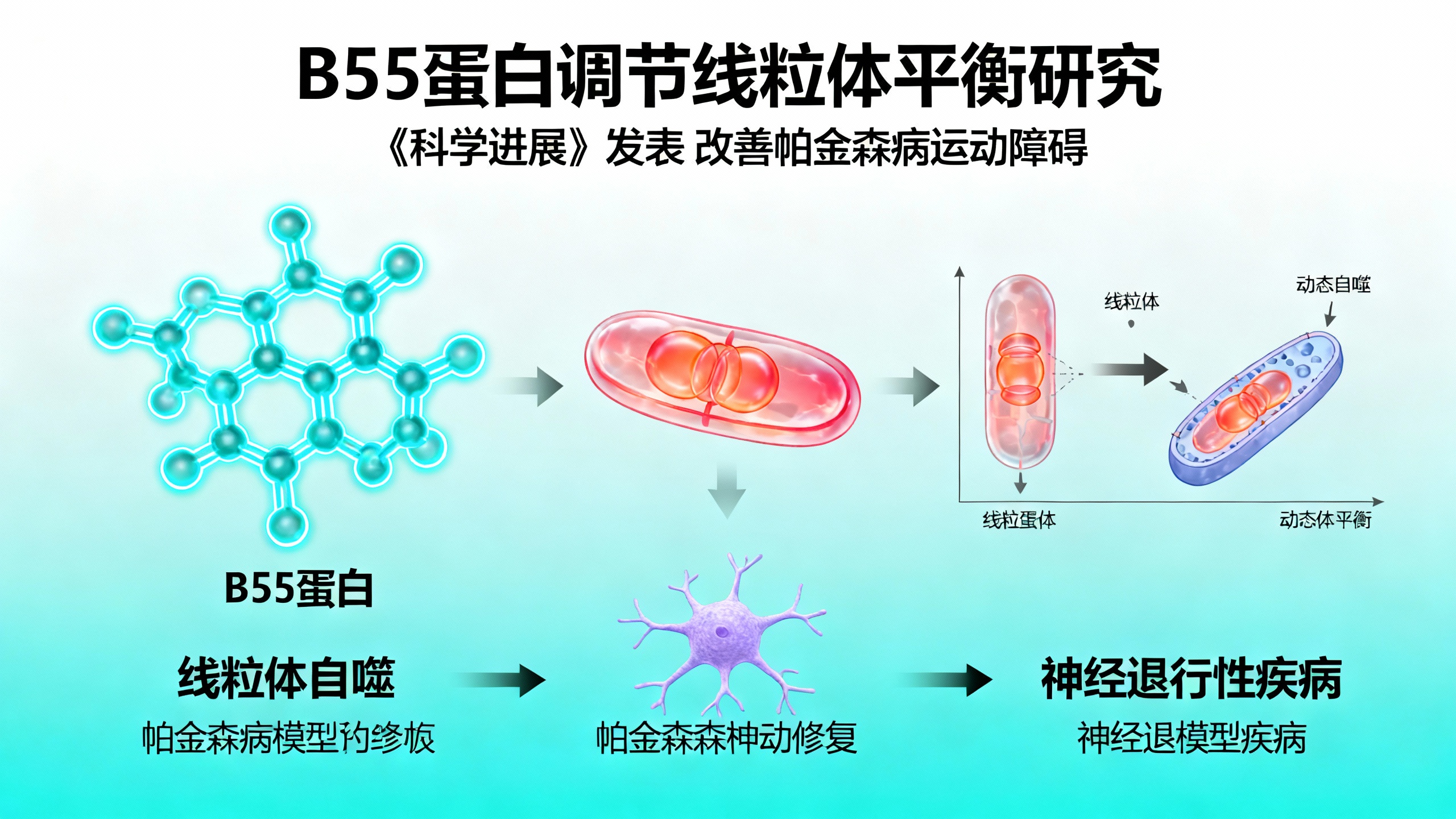 帕金森救命按钮被找到？B55蛋白：细胞发电厂的“拆旧建新”总导演！