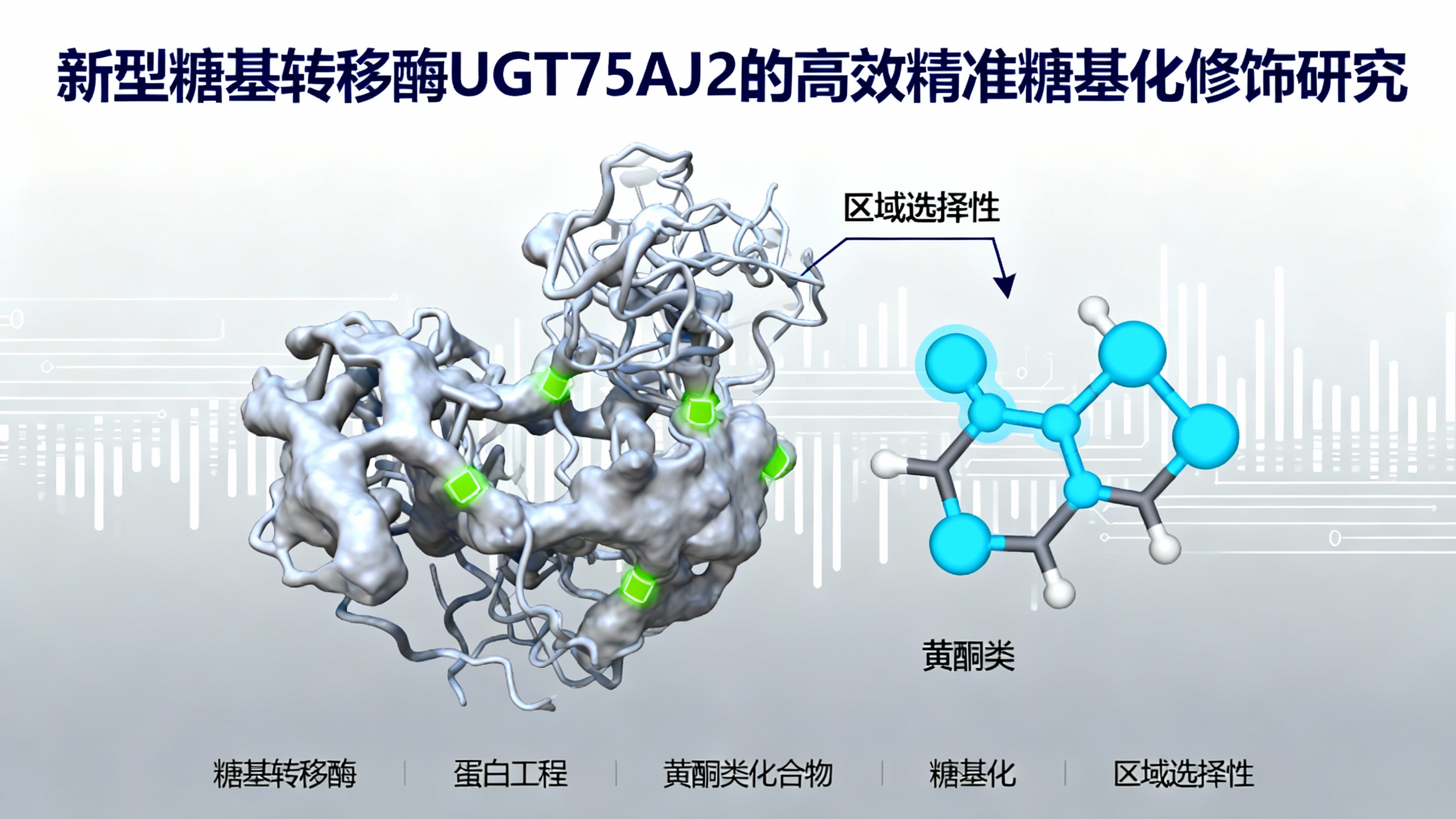 高效、通用且精准的新型酶法修饰黄酮类化合物