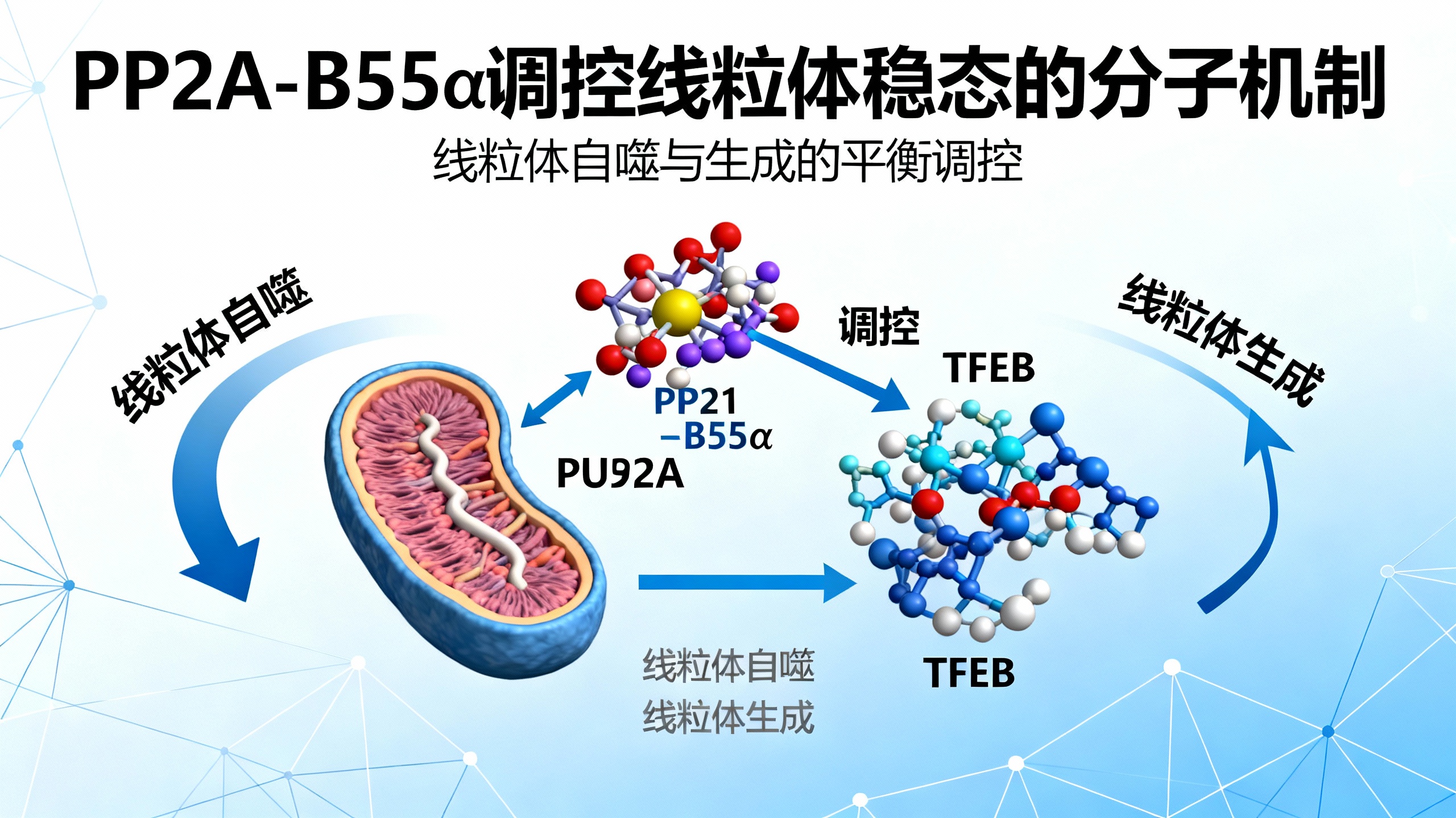 线粒体“清道夫”与“制造者”的总指挥