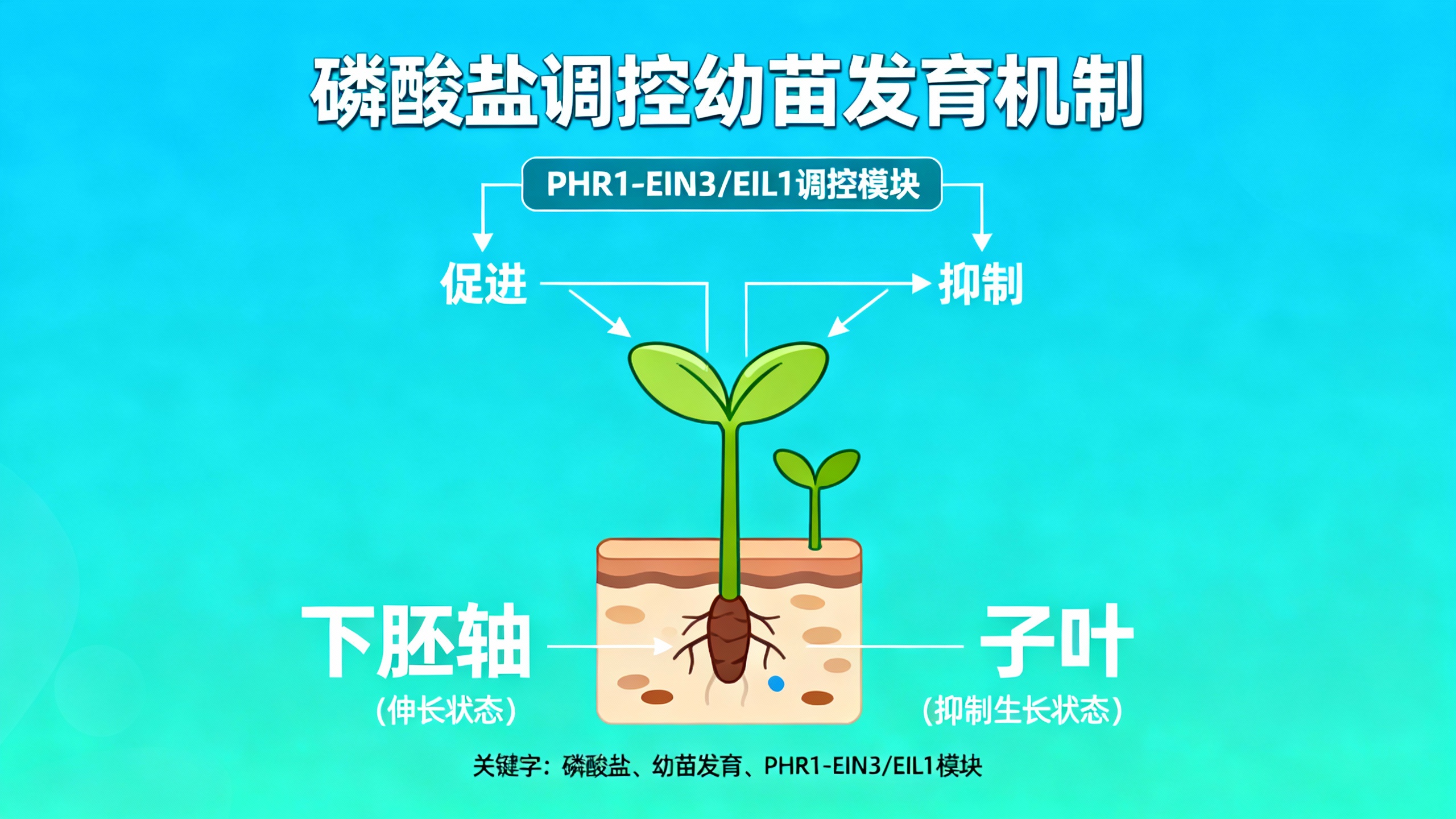 植物界的“美团调度”！PHR1-EIN3/EIL1模块让磷肥精准“滴灌”到最需要的器官