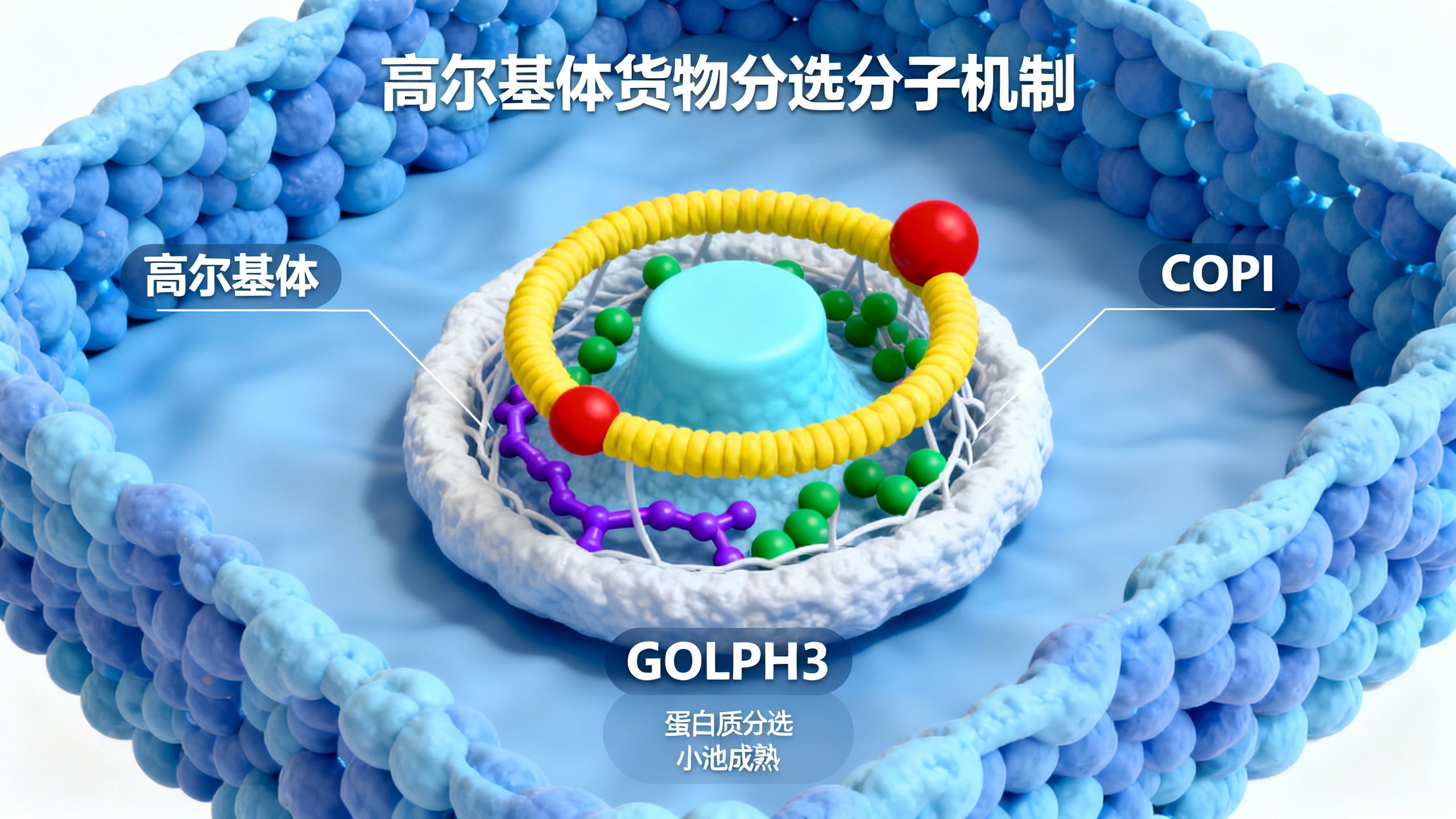 高尔基体成熟过程中如何挑选运输货物
