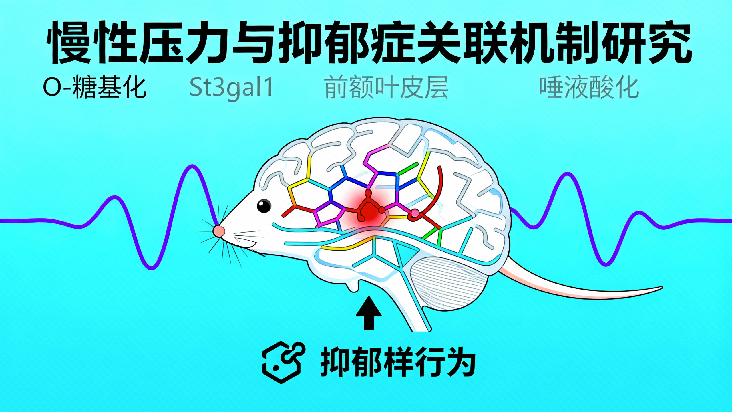 大脑特定区域糖分子异常与雄性小鼠抑郁行为有关