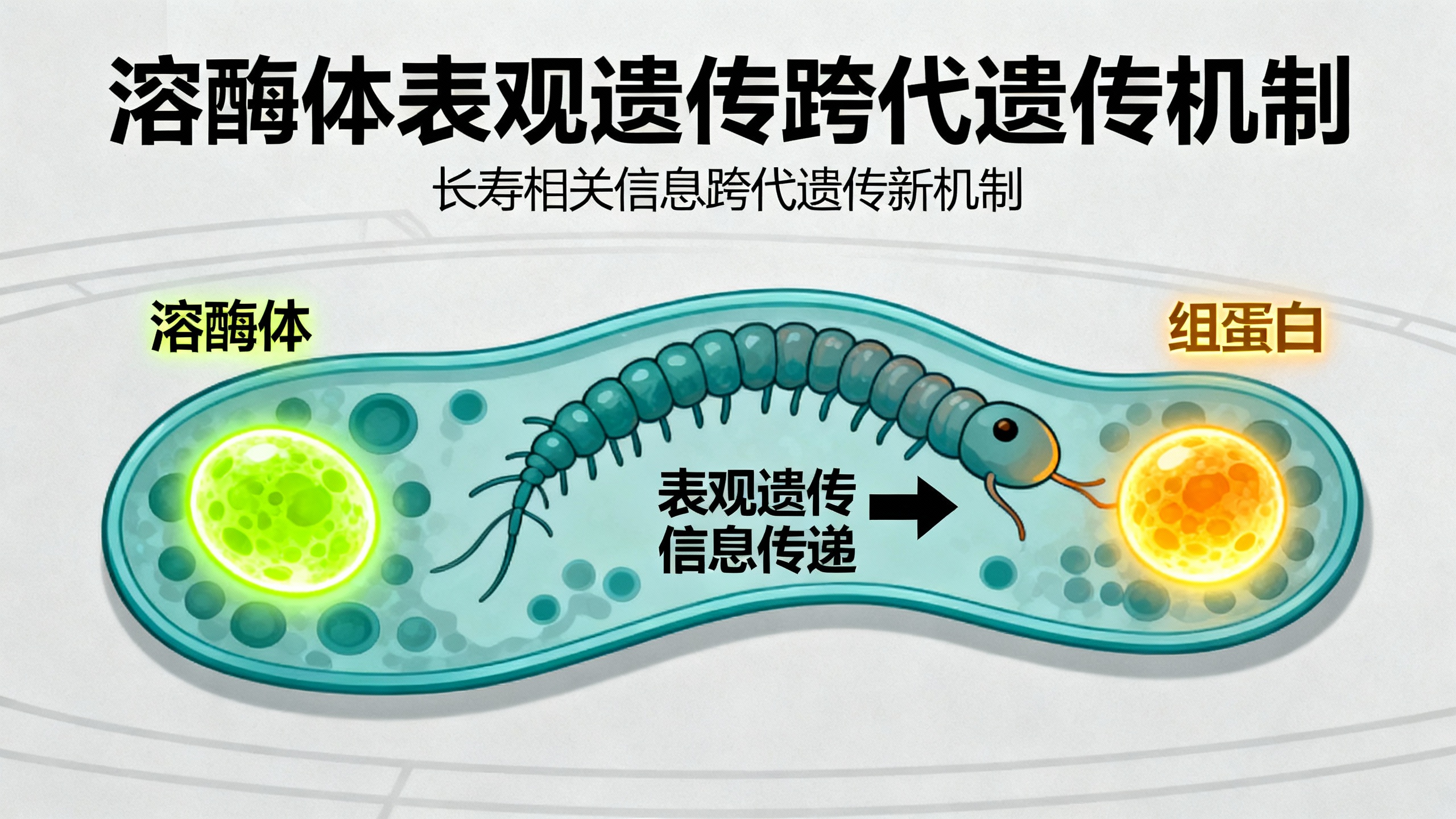 父母影响寿命的方式,不止基因这一种