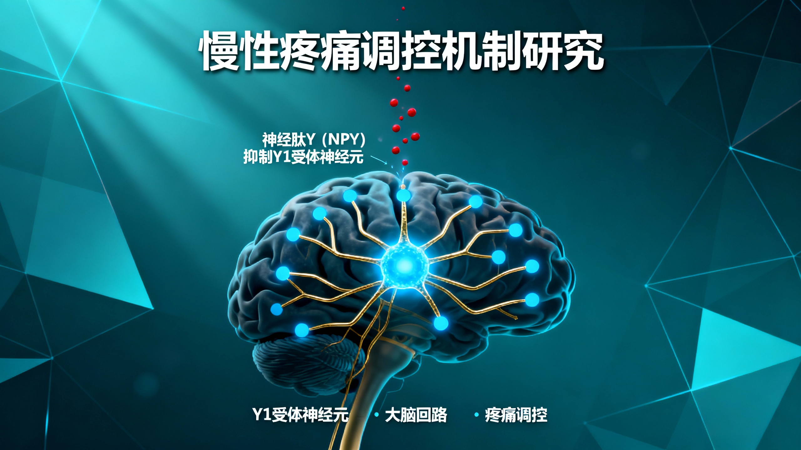 科学家发现可关闭慢性疼痛的大脑“开关”