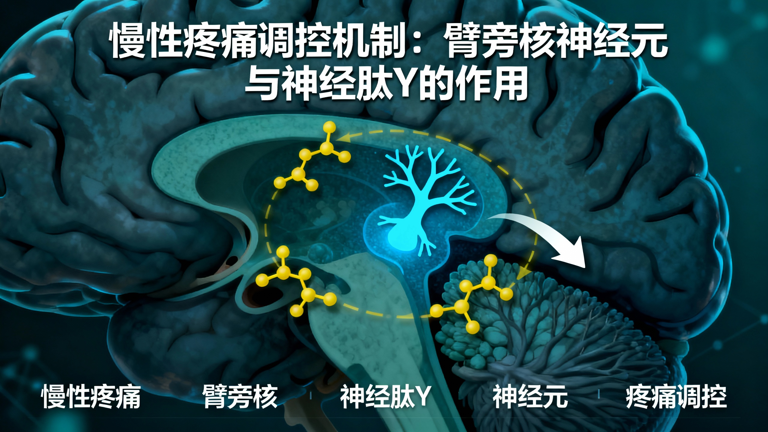 发现与慢性疼痛相关的脑区——为治疗带来希望