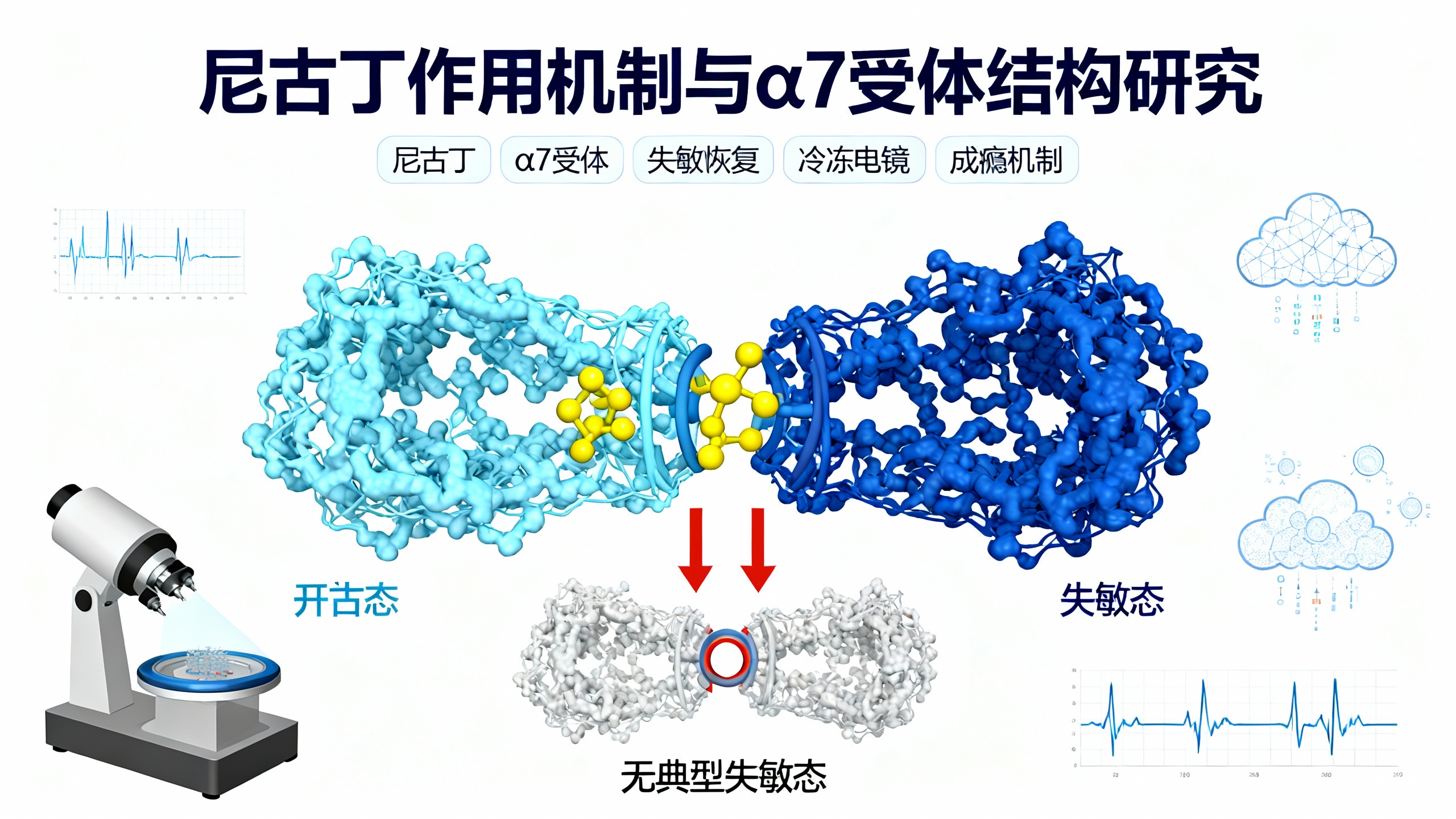 烟碱导致大脑受体失灵后如何逐步恢复的奥秘