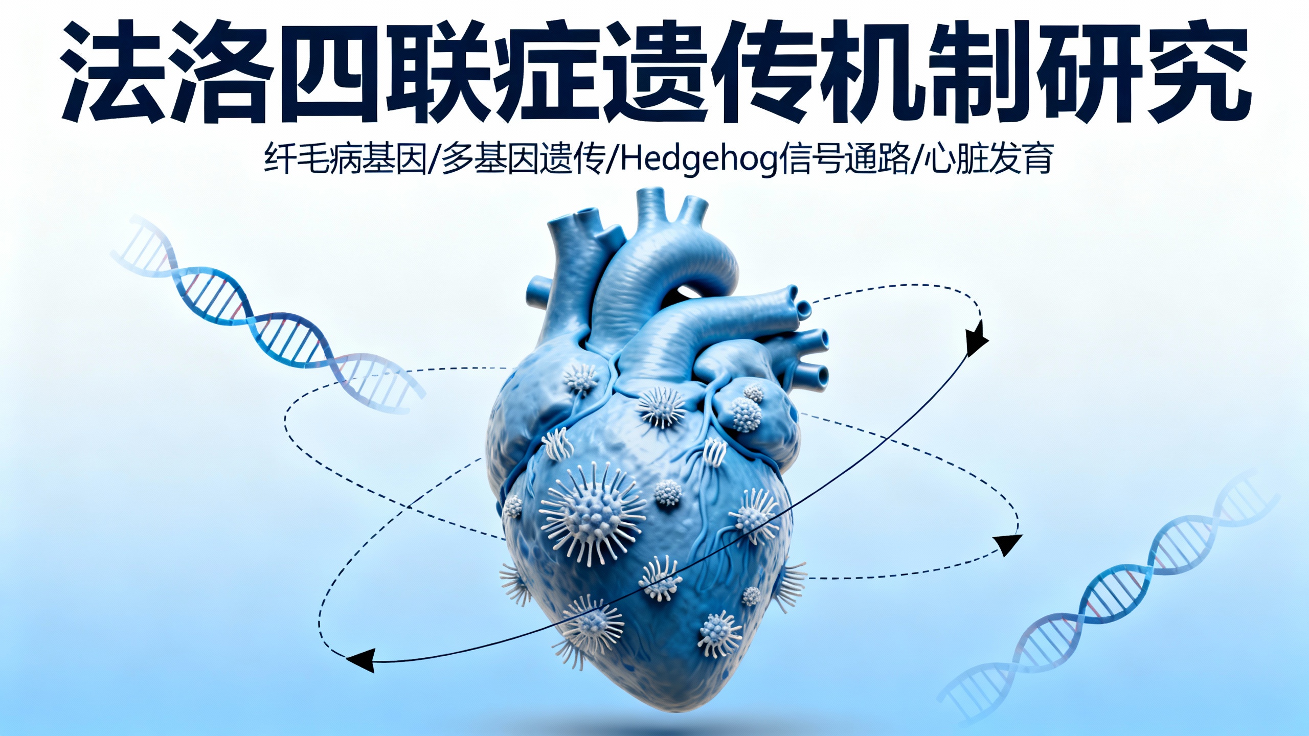 纤毛基因缺陷大幅增加法洛四联症风险