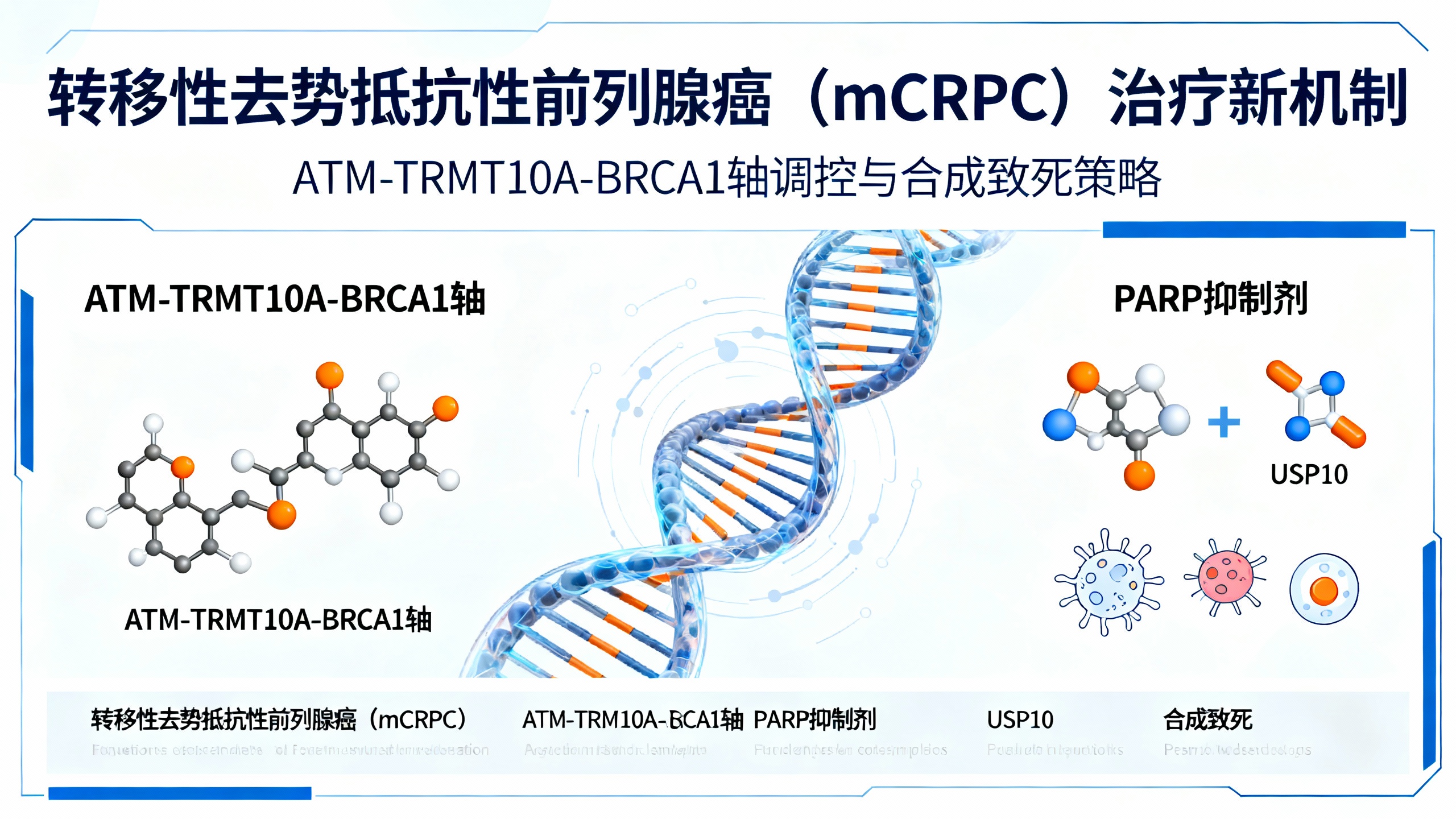 一条关键通路让晚期前列腺癌对PARP抑制剂更敏感