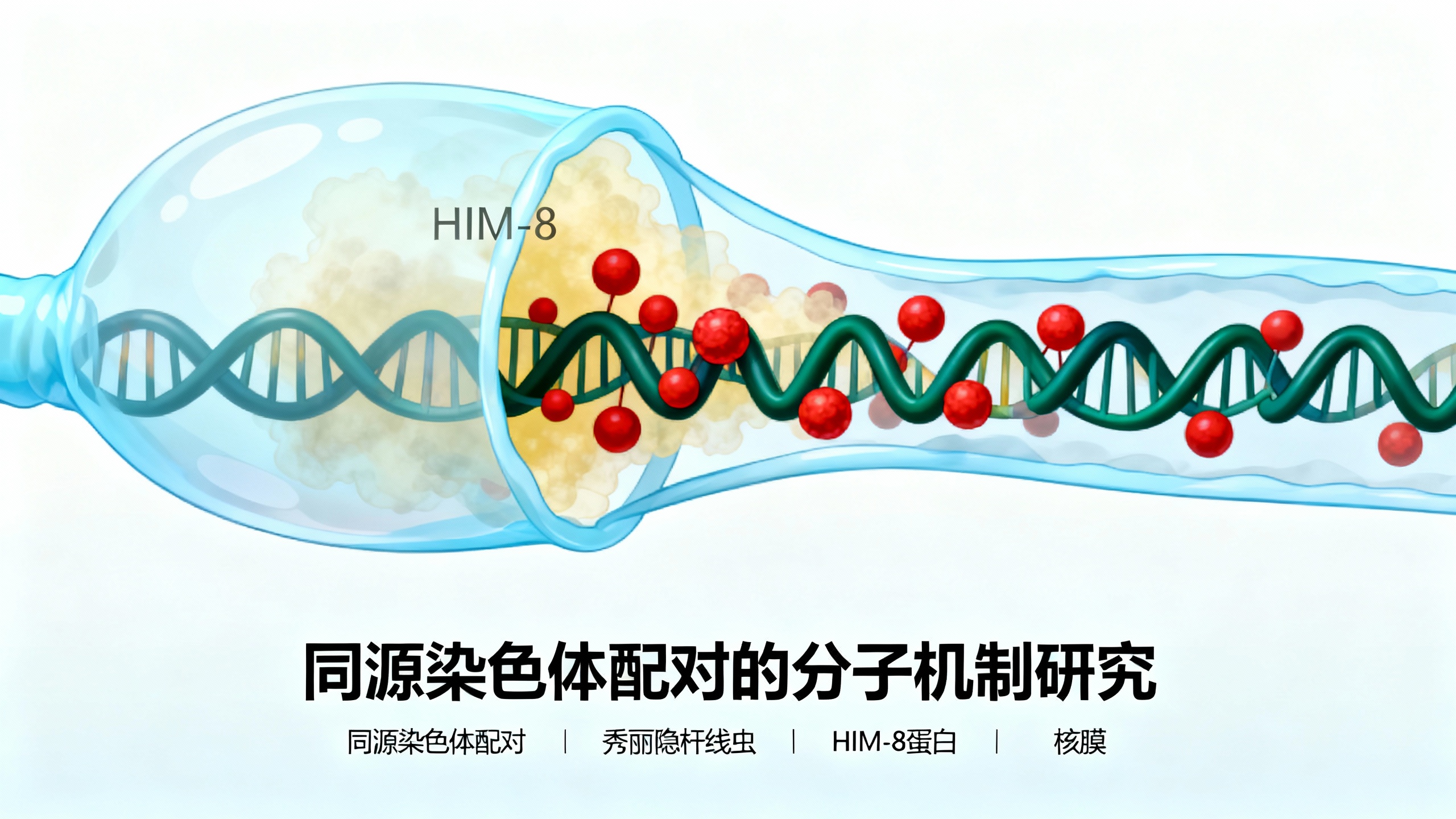 一种含DNA的分离结构将细胞核膜与染色体连接,帮助蛔虫配对染色体