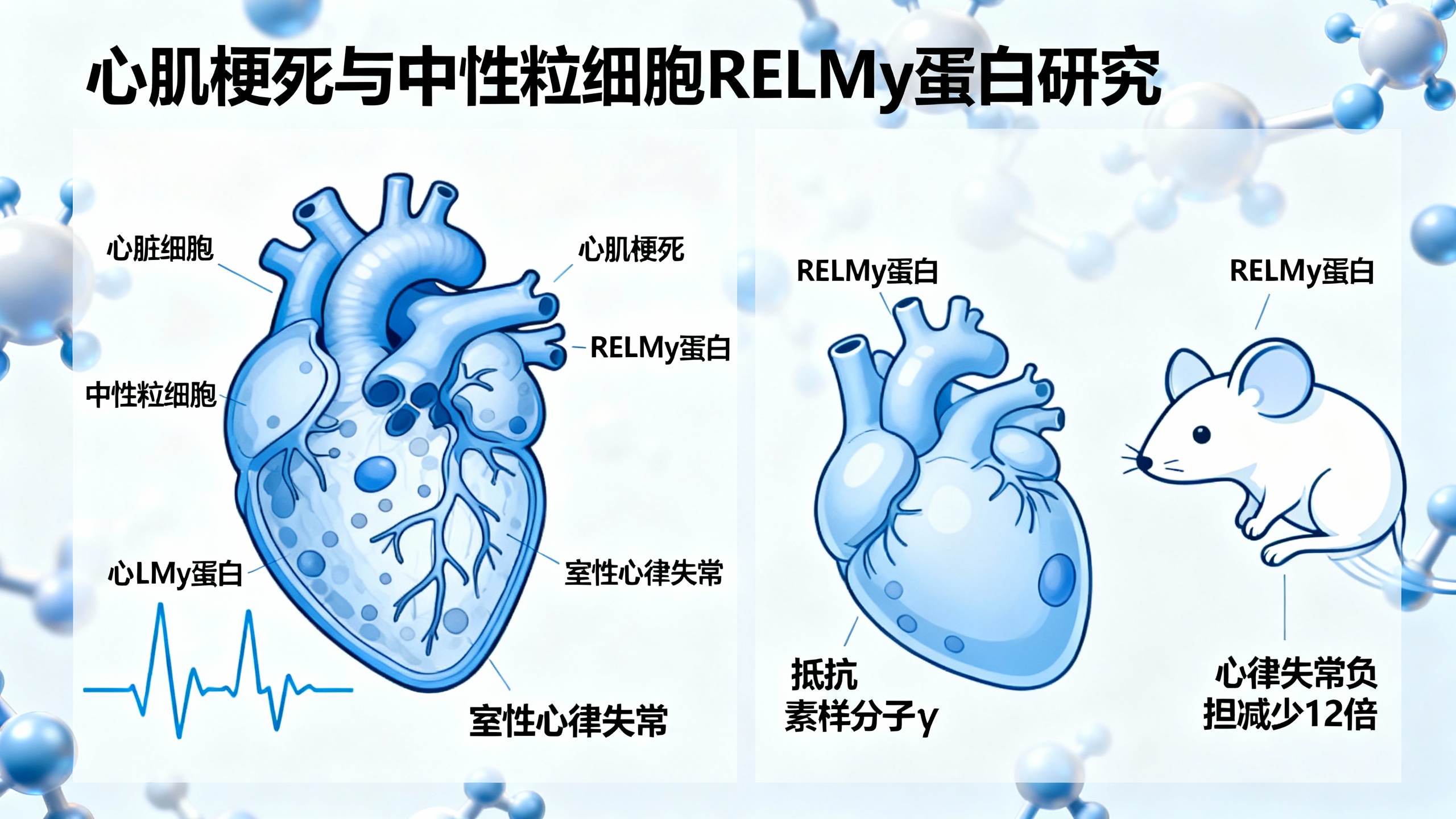 一种蛋白质或可防止心脏病发作后的猝死