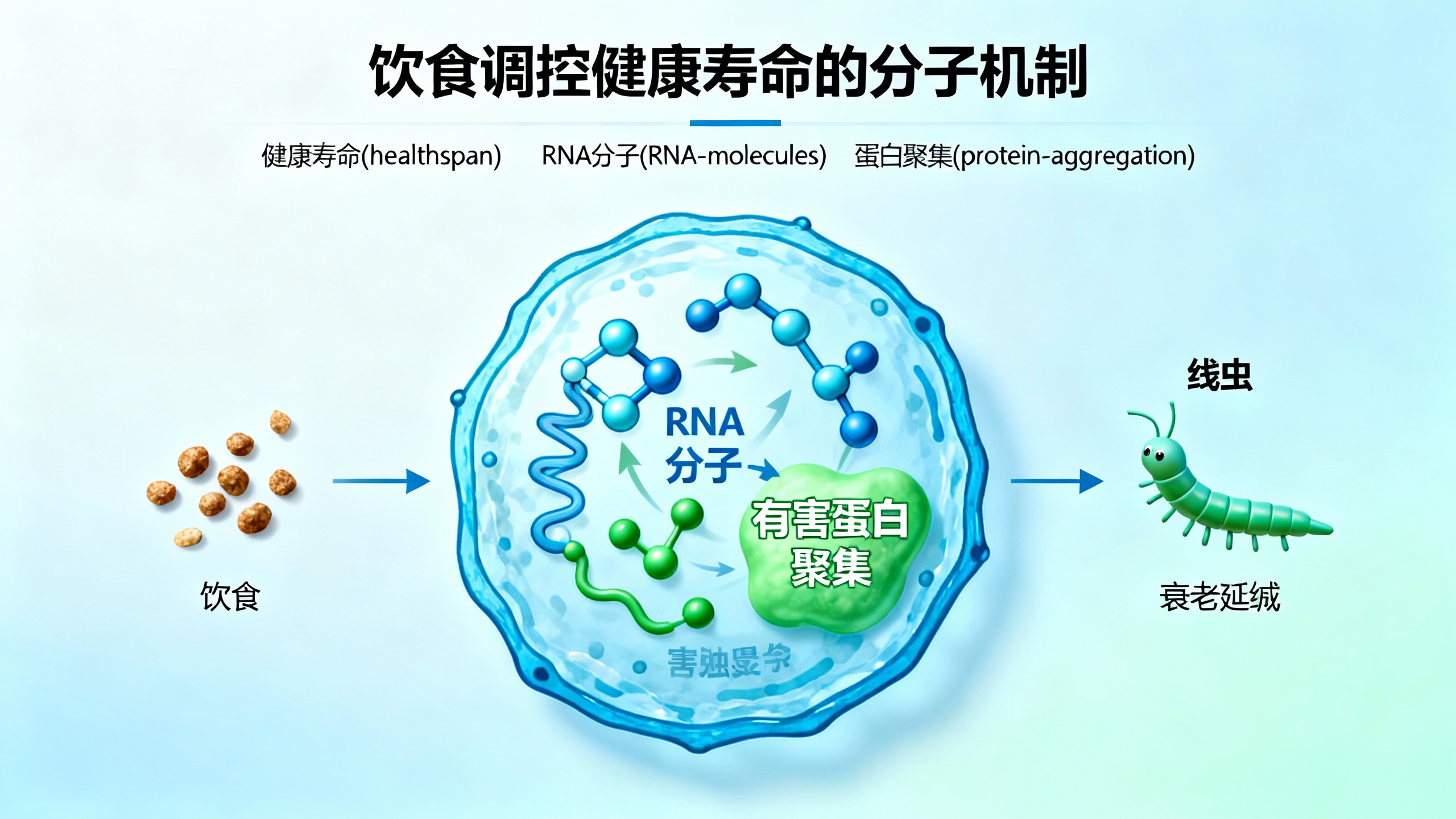 一点压力或许能助你健康变老