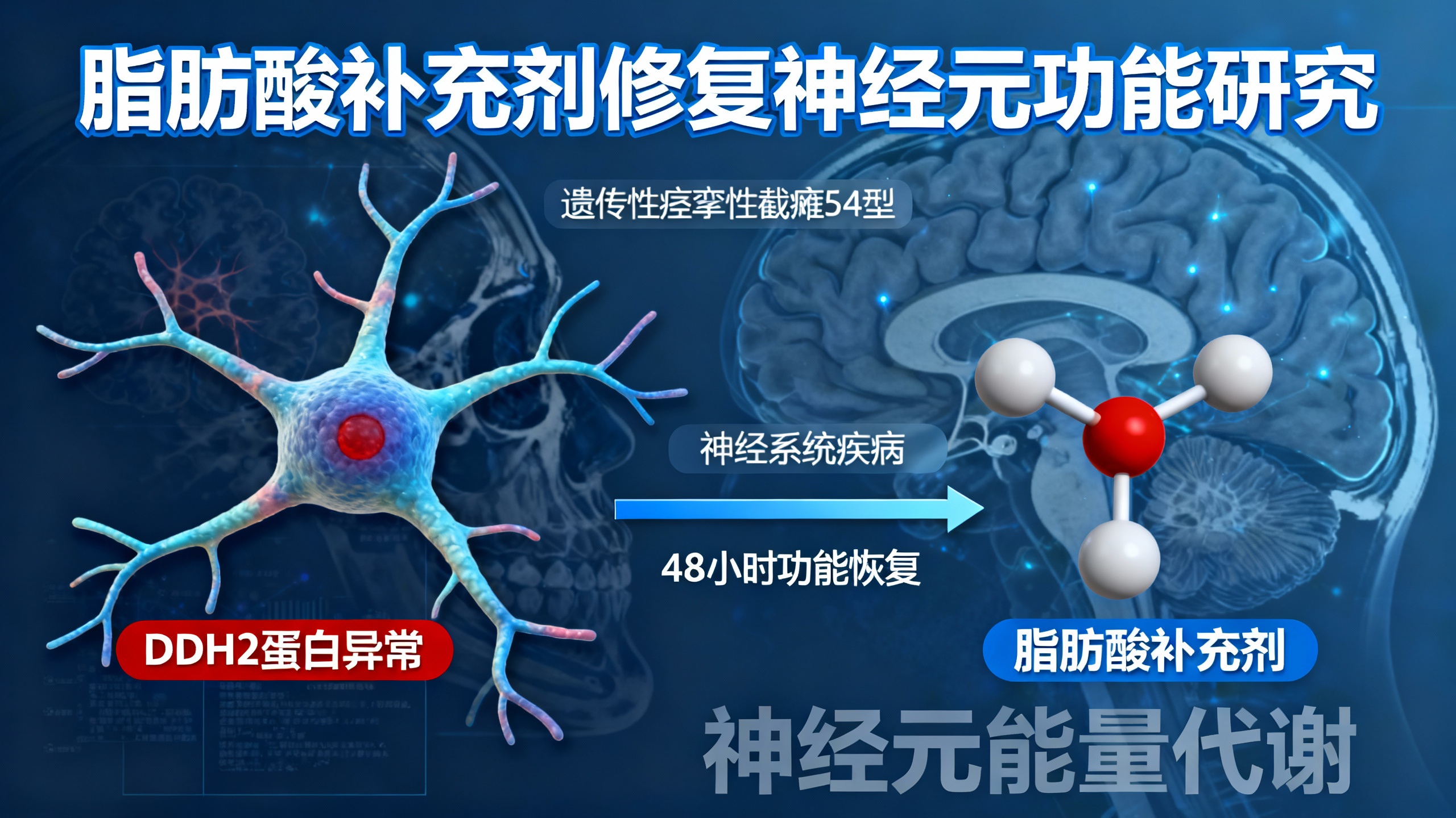发现靠脂肪供能的神经元，或为脑部疾病治疗带来新希望