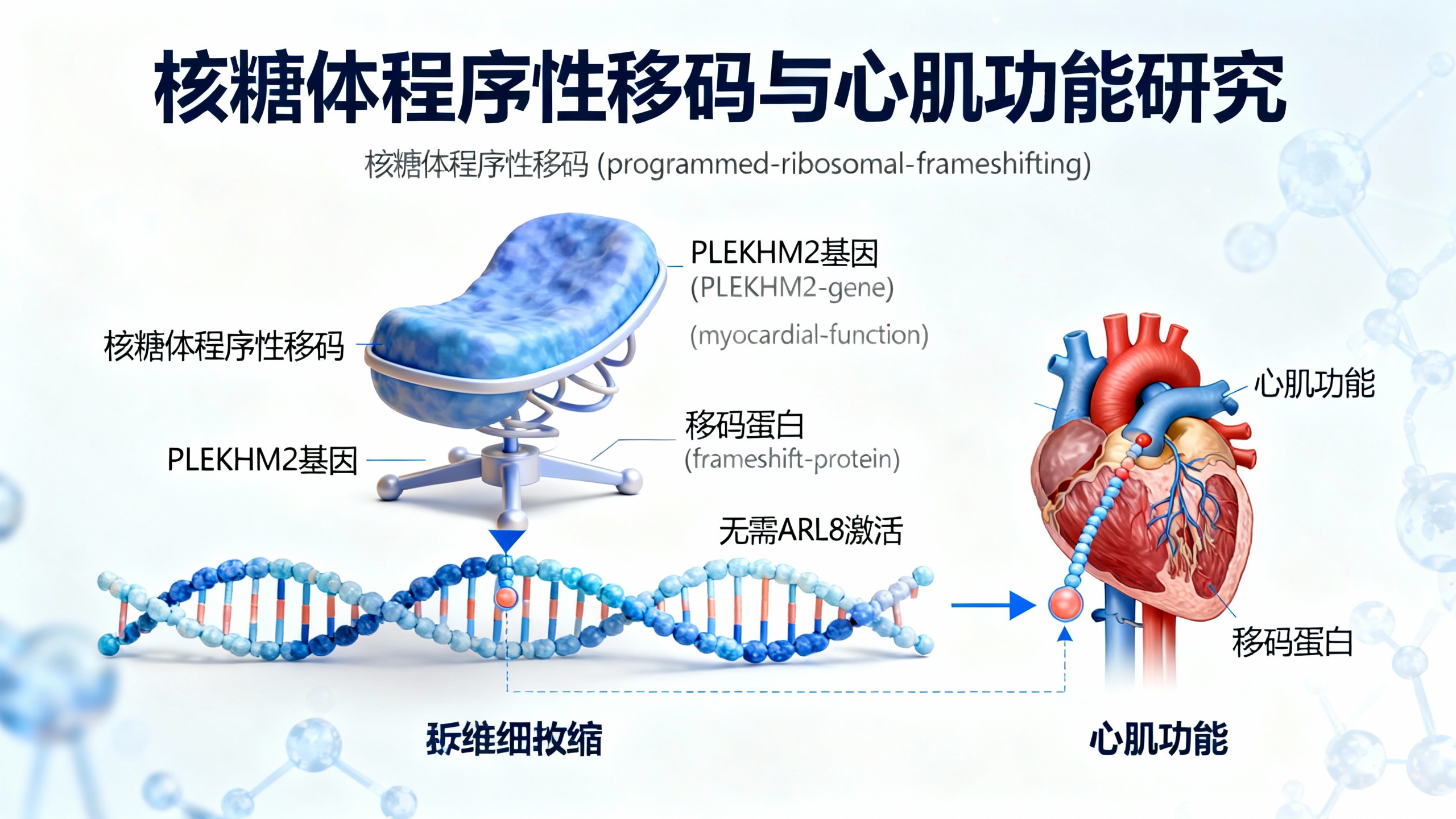 一种特殊蛋白质的生成机制有助于维持心脏正常工作