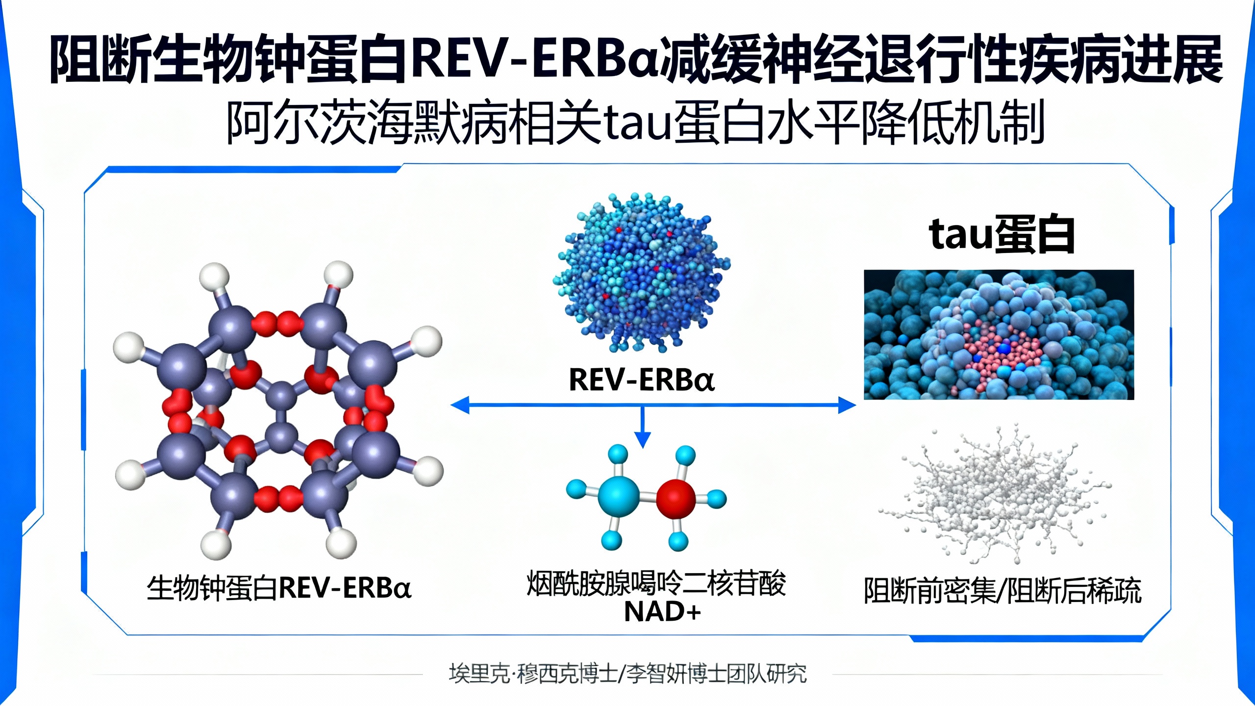 调节身体生物钟或可预防阿尔茨海默病