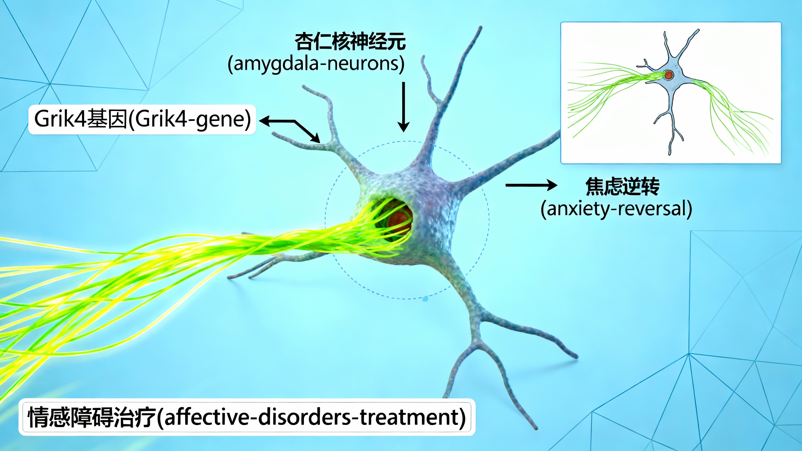 科学家通过调节大脑平衡缓解焦虑