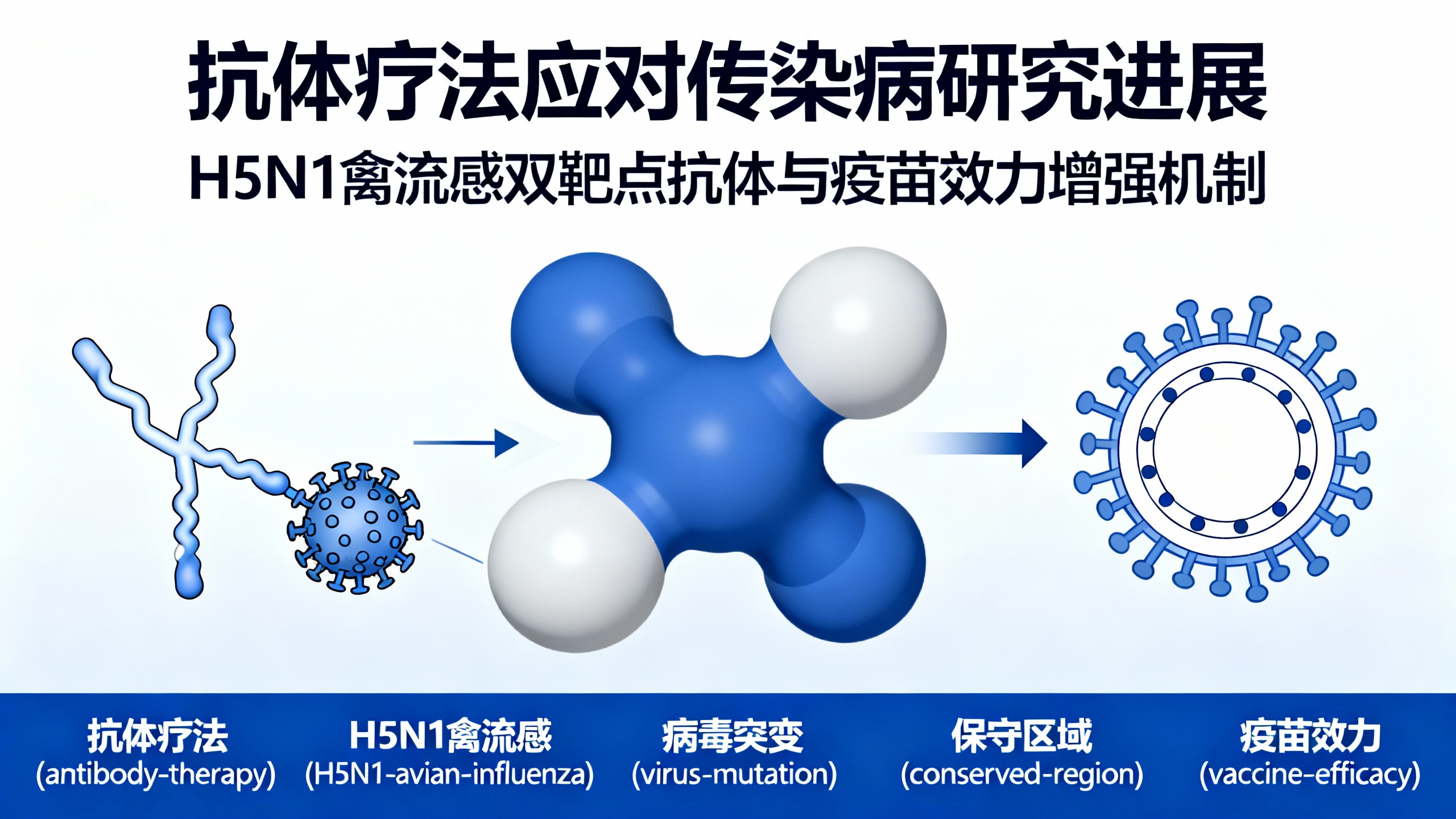 抗体药物有望治疗禽流感和艾滋病