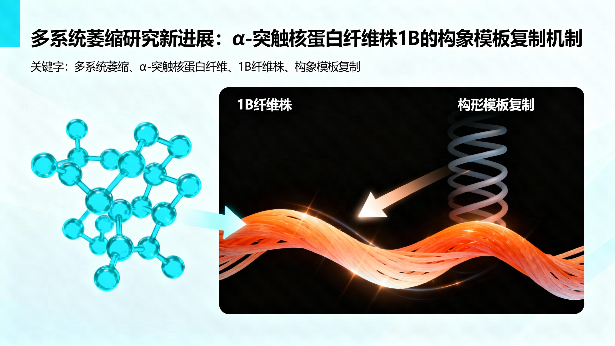 人工合成的α-突触核蛋白纤维在小鼠体内复制，引发类似多系统萎缩的病变