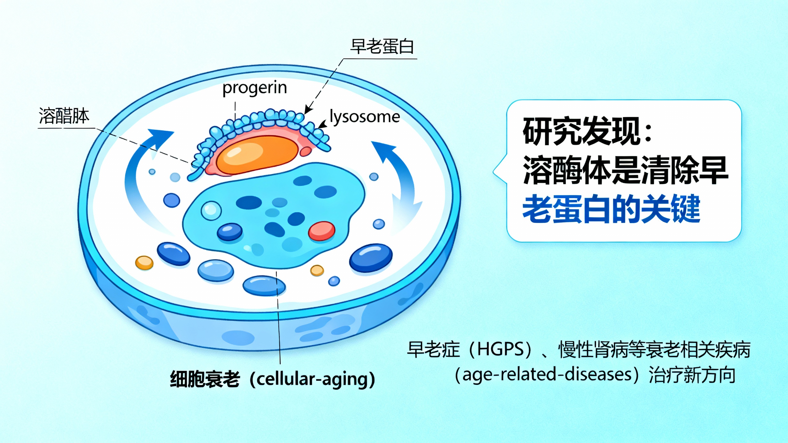 细胞暗藏的“清洁”妙招，或能逆转衰老