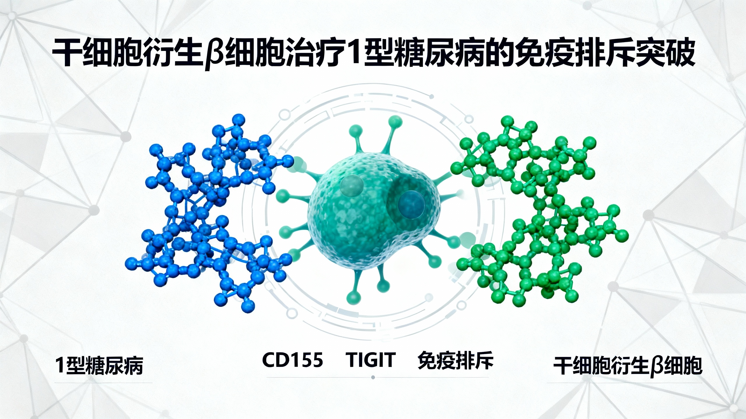 用人体干细胞培育的“防护型”胰岛细胞，有望治疗糖尿病