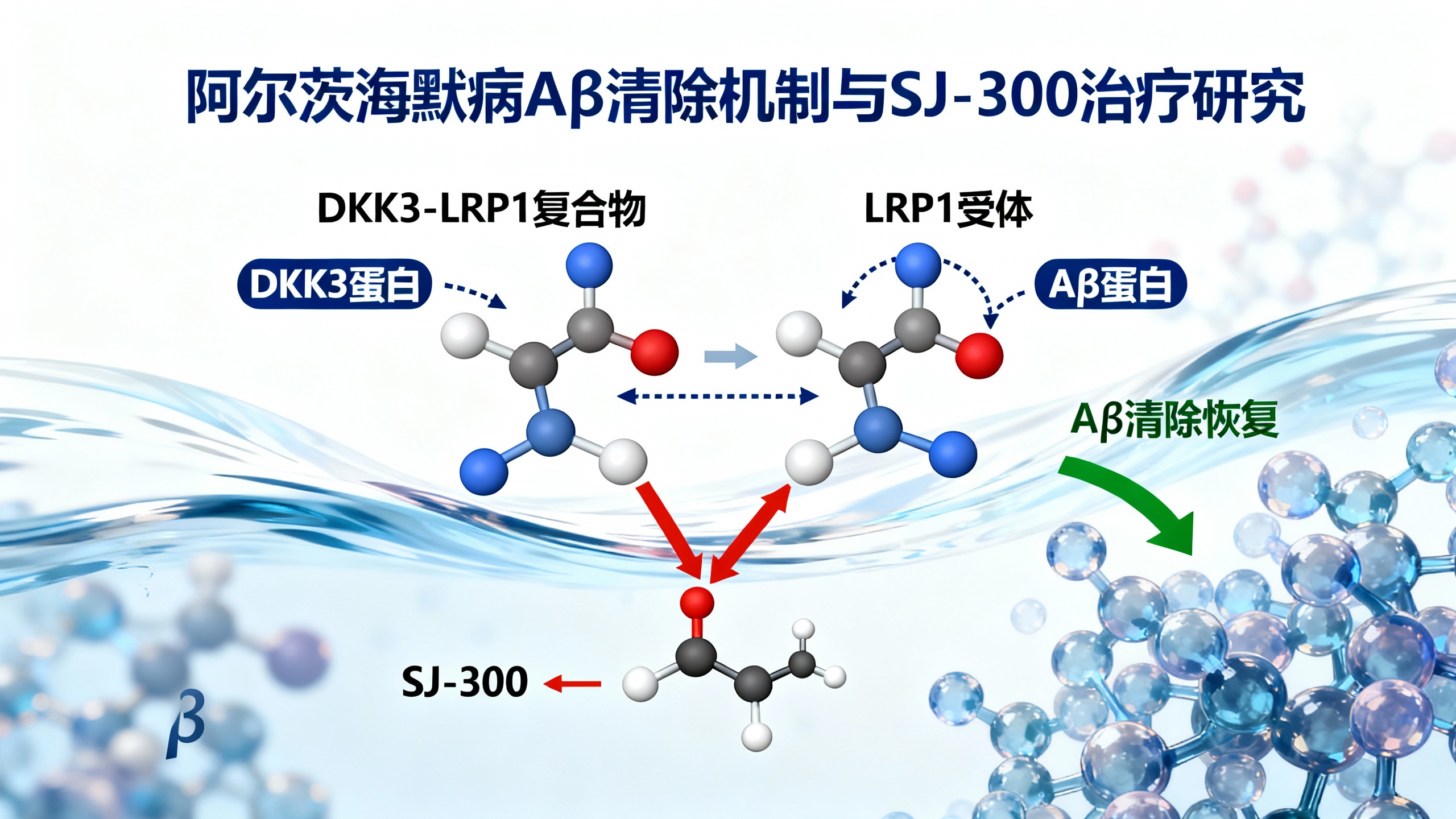 DKK3-LRP1复合物和一种化学抑制剂如何帮助清除阿尔茨海默病模型中的有害蛋白