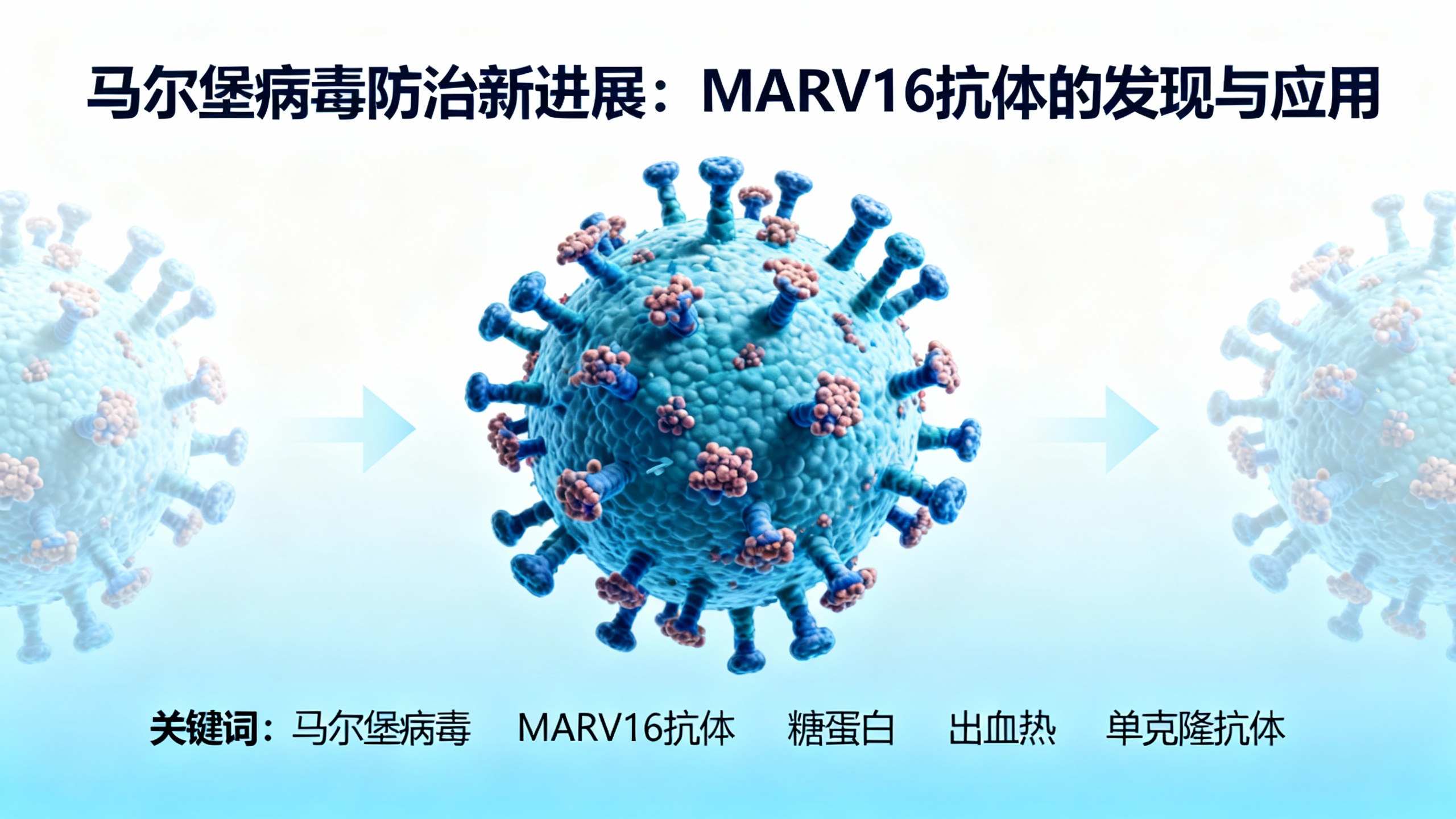 一种疫苗激发的抗体可有效中和马尔堡病毒