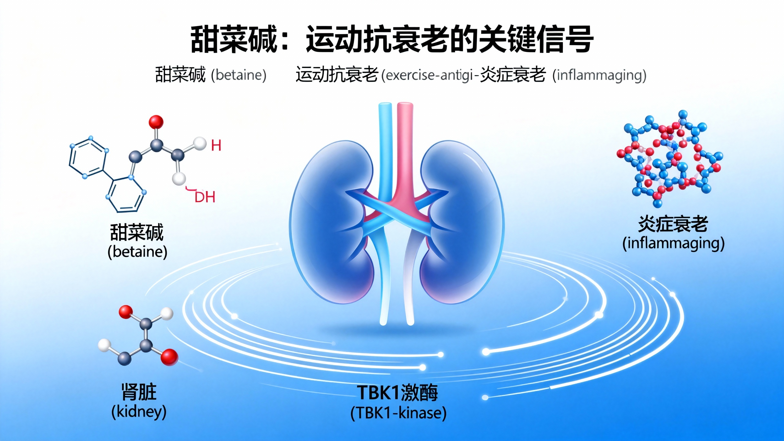 科学家发现一种能“模拟运动”并延缓衰老的分子