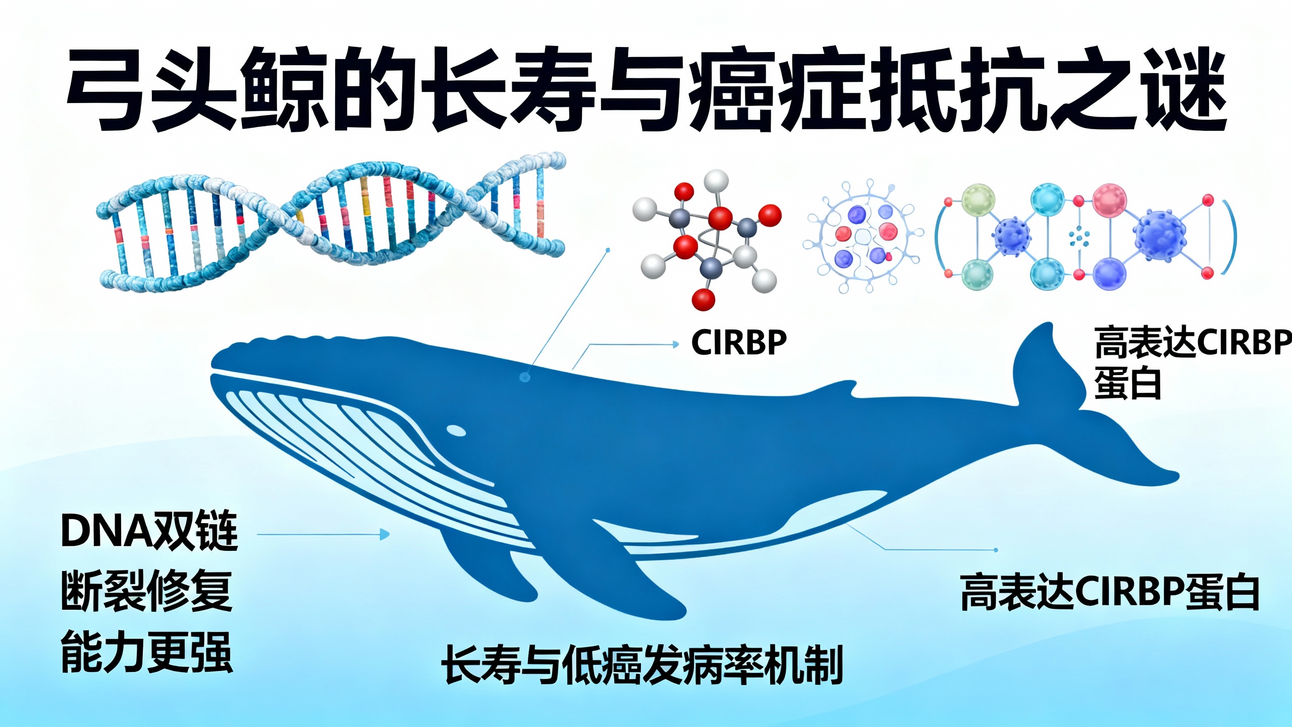 长寿弓头鲸DNA修复能力更强的证据