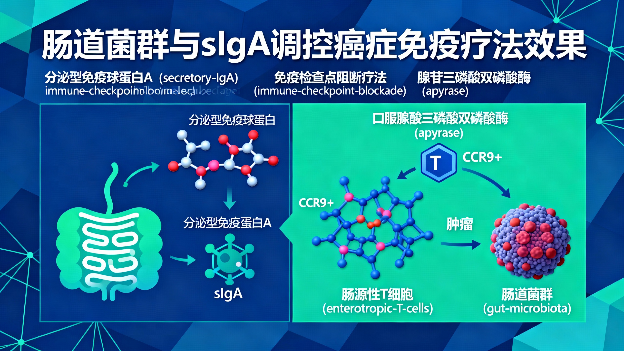 免疫治疗期间肠道抗体增多，帮助T细胞更好抑制肿瘤生长