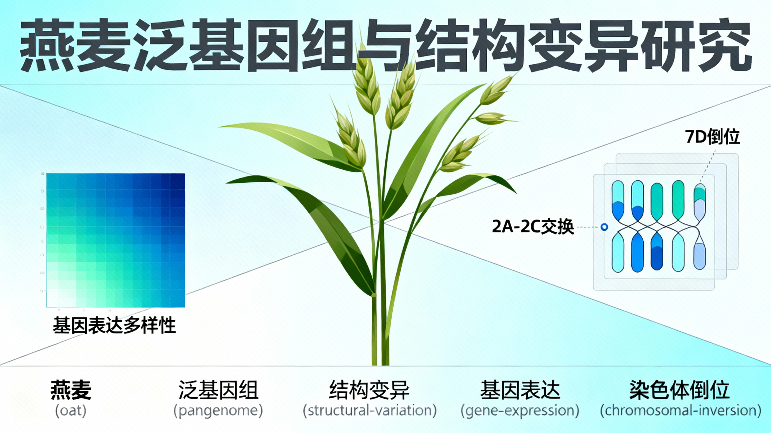 六倍体燕麦的基因和基因表达全景图