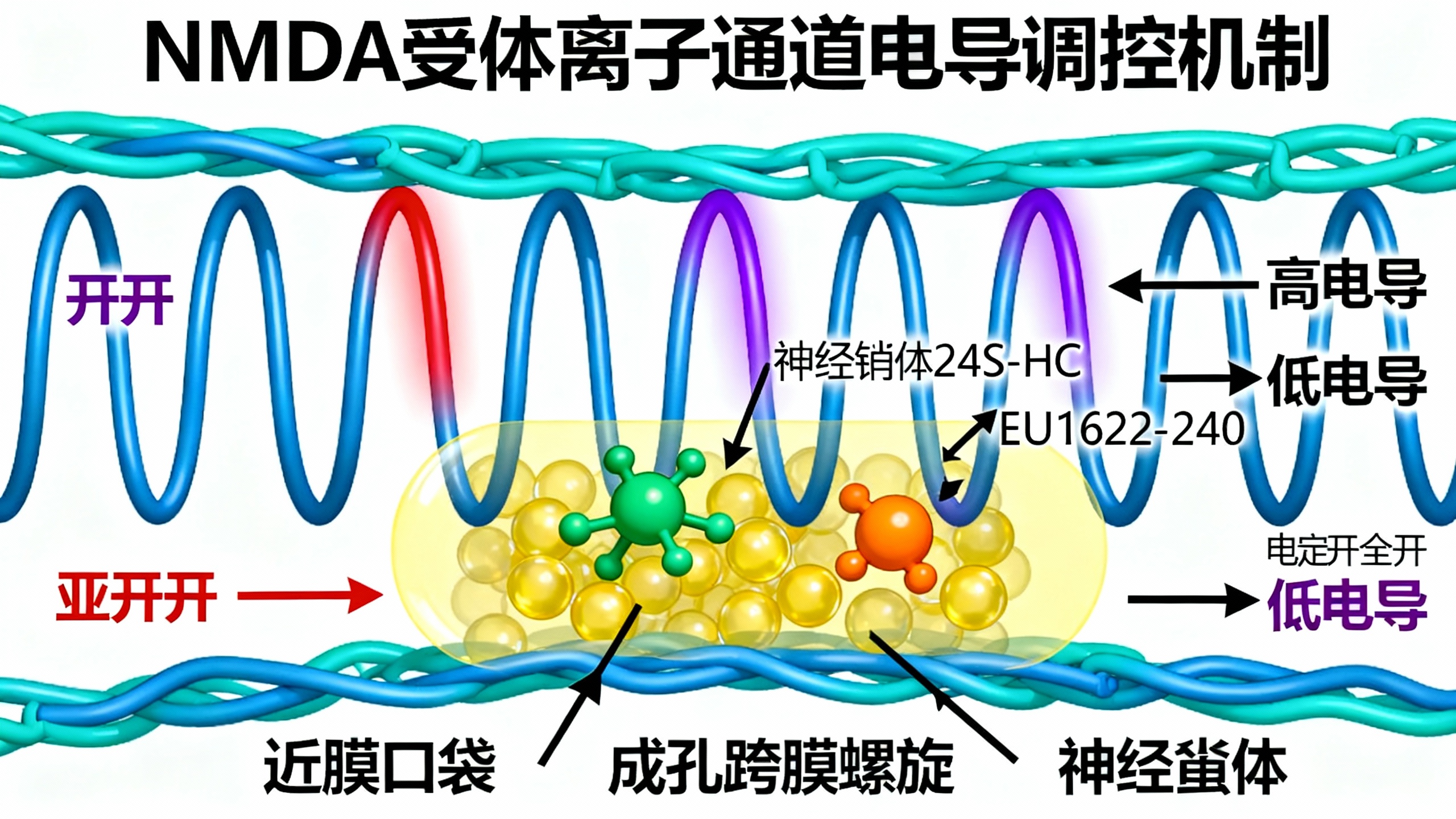 NMDA受体如何控制信号传递以及与神经类固醇的结合机制
