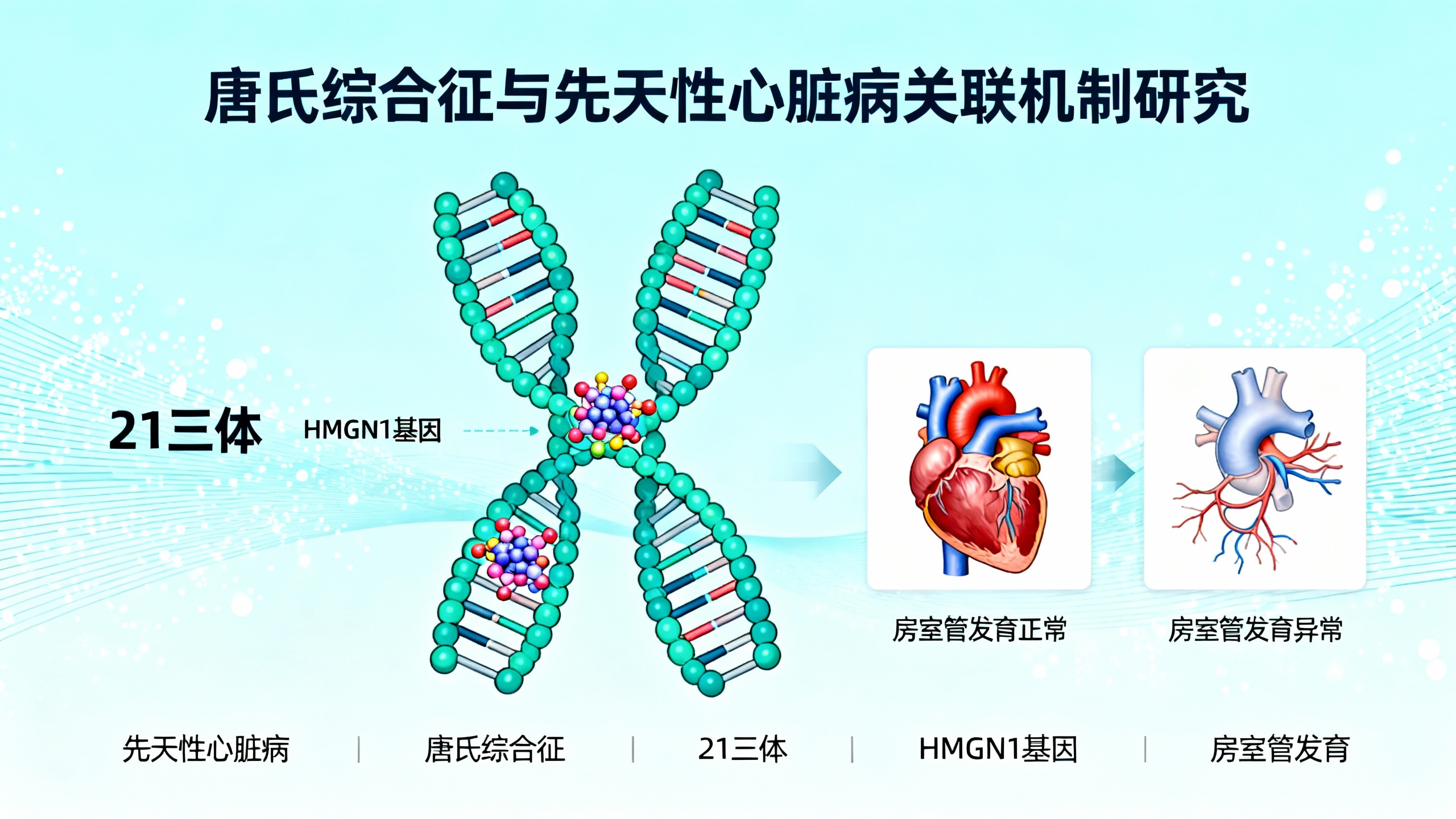 唐氏综合征导致心脏缺陷的新机制：一种蛋白质的“重编程”作用