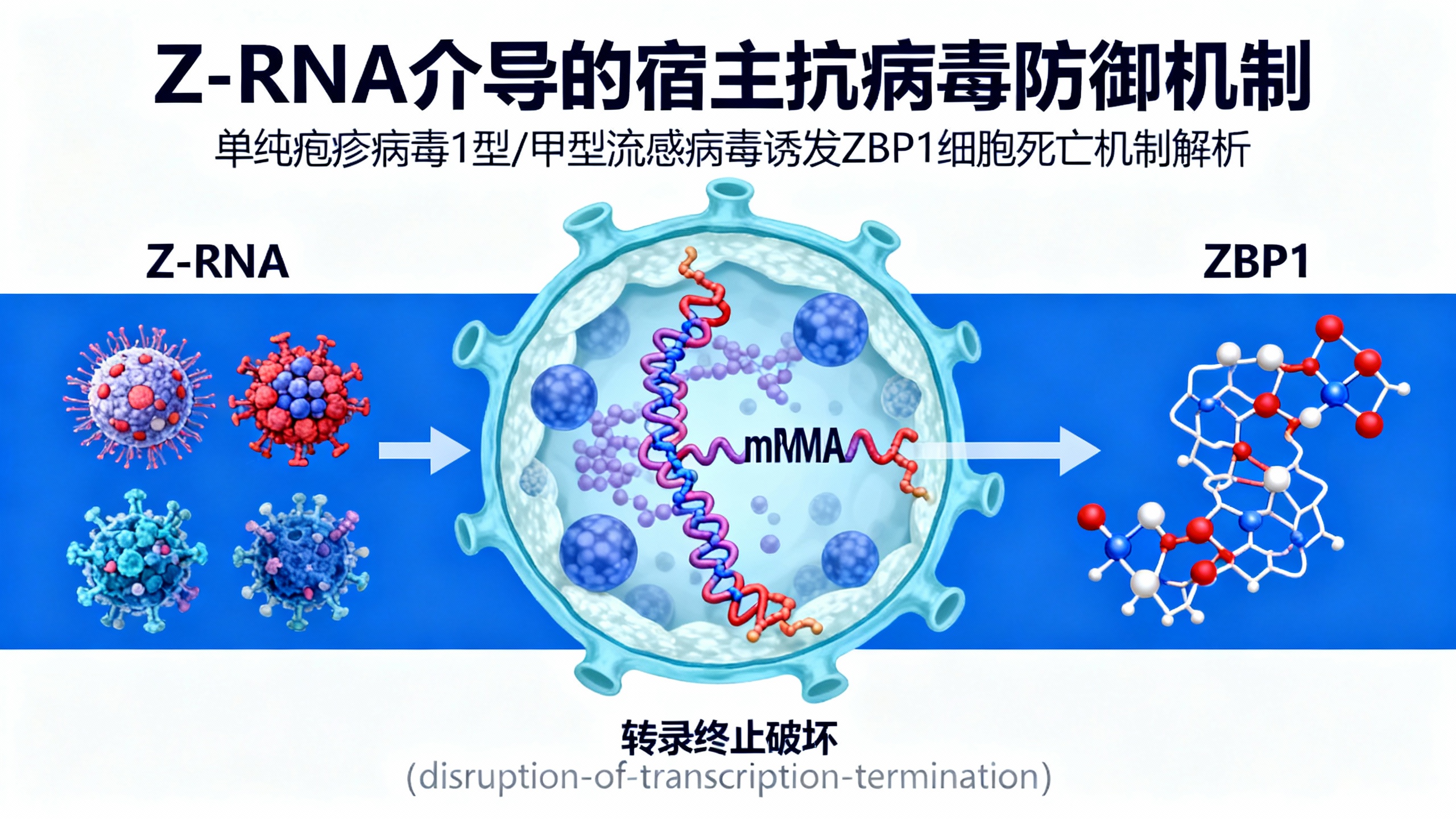 病毒感染时，宿主细胞内的特殊RNA激活关键蛋白