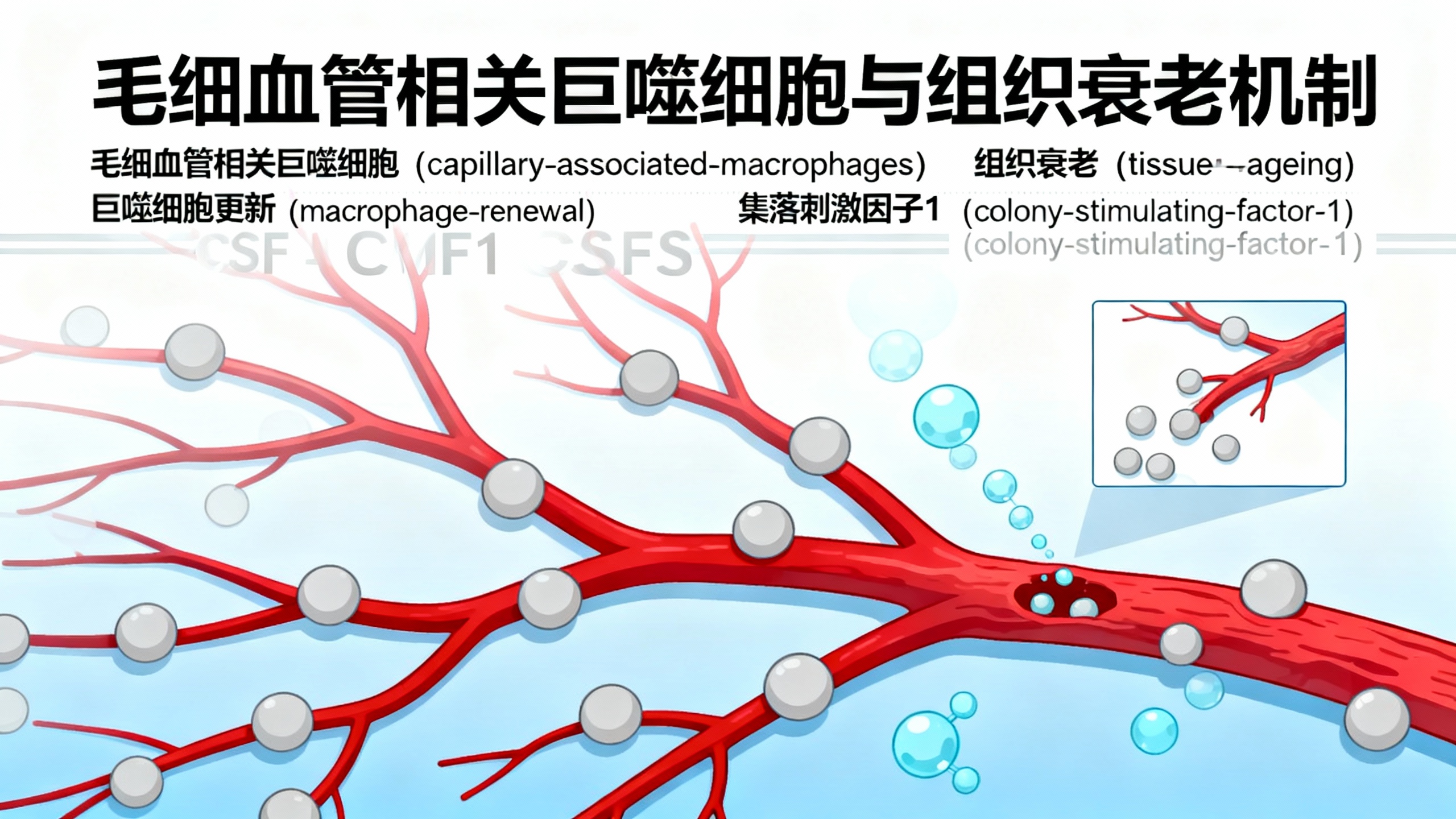 皮肤特定区域免疫细胞减少加速毛细血管老化