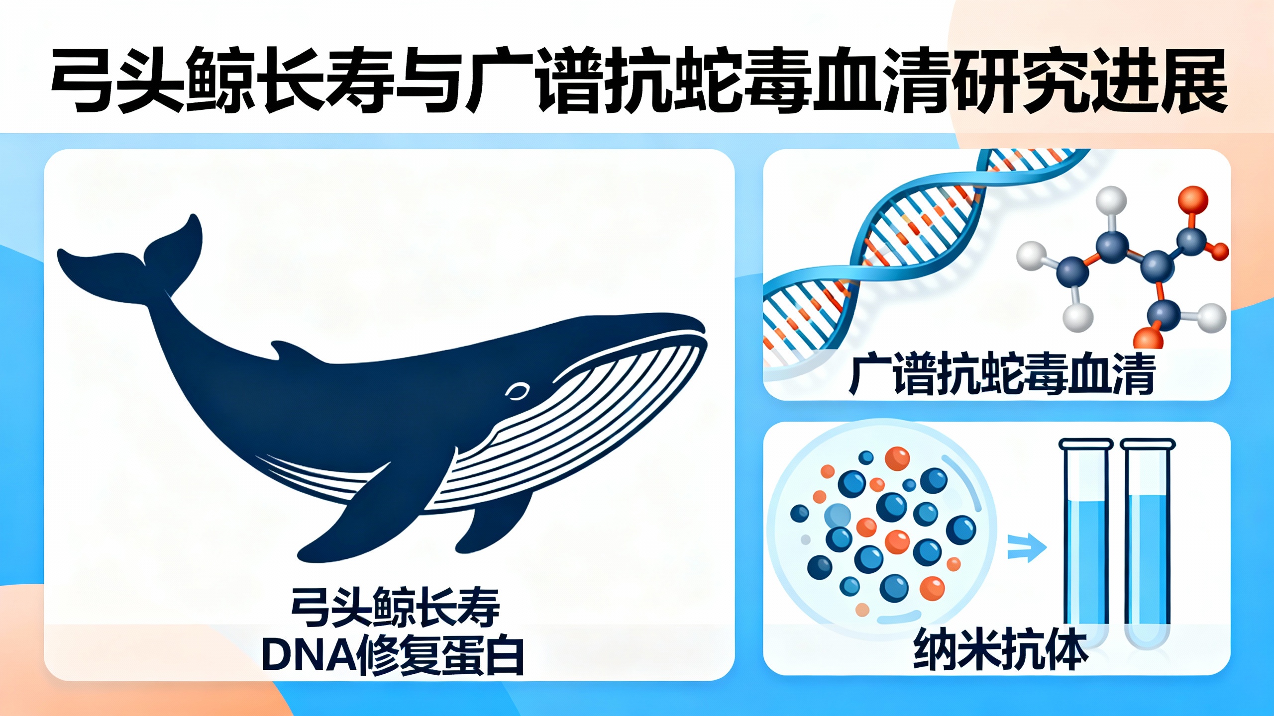 弓头鲸为何能活200多年？这种蛋白质可能是关键