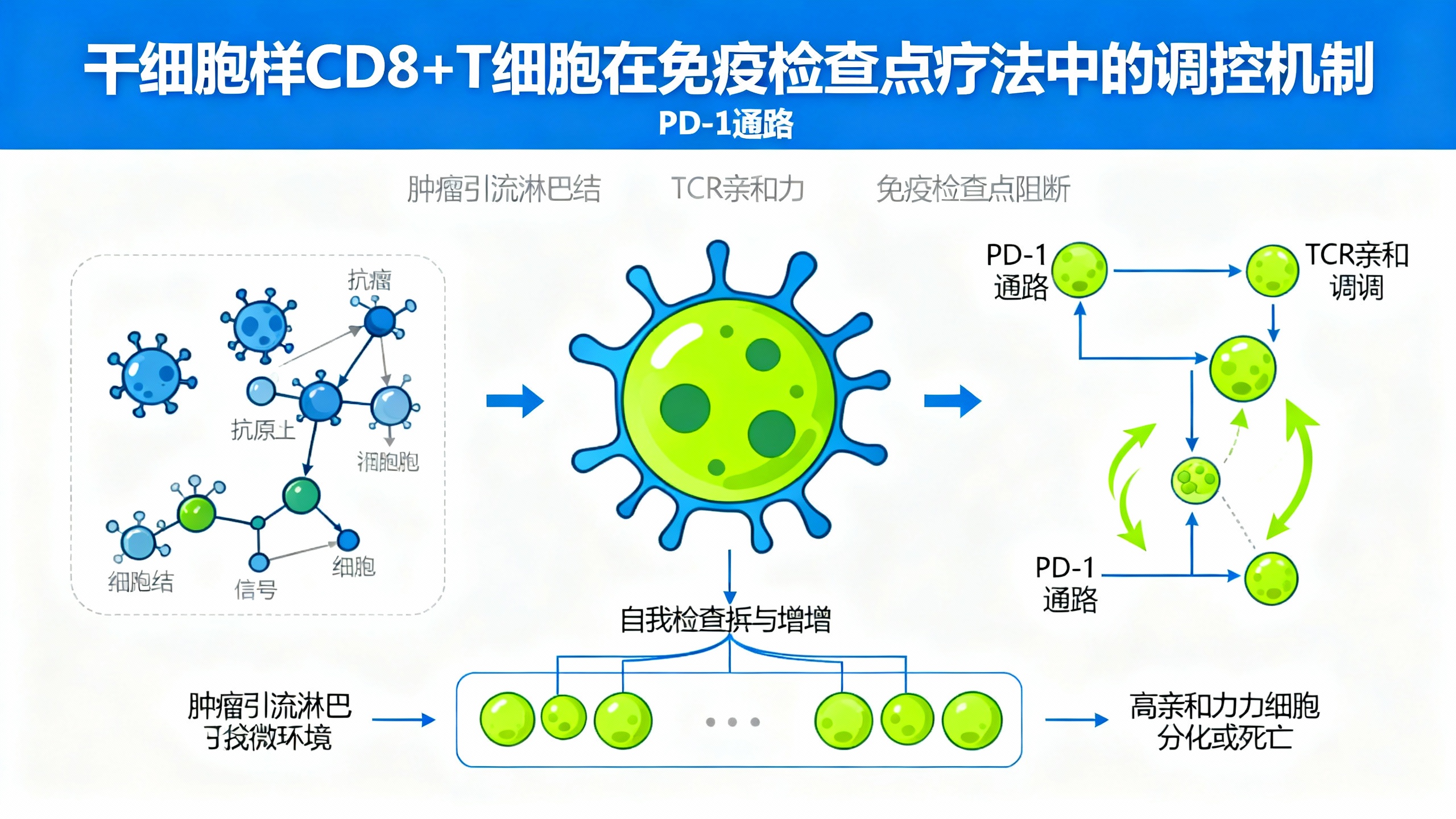 抑制性PD-1通路如何保护“年轻”杀伤T细胞