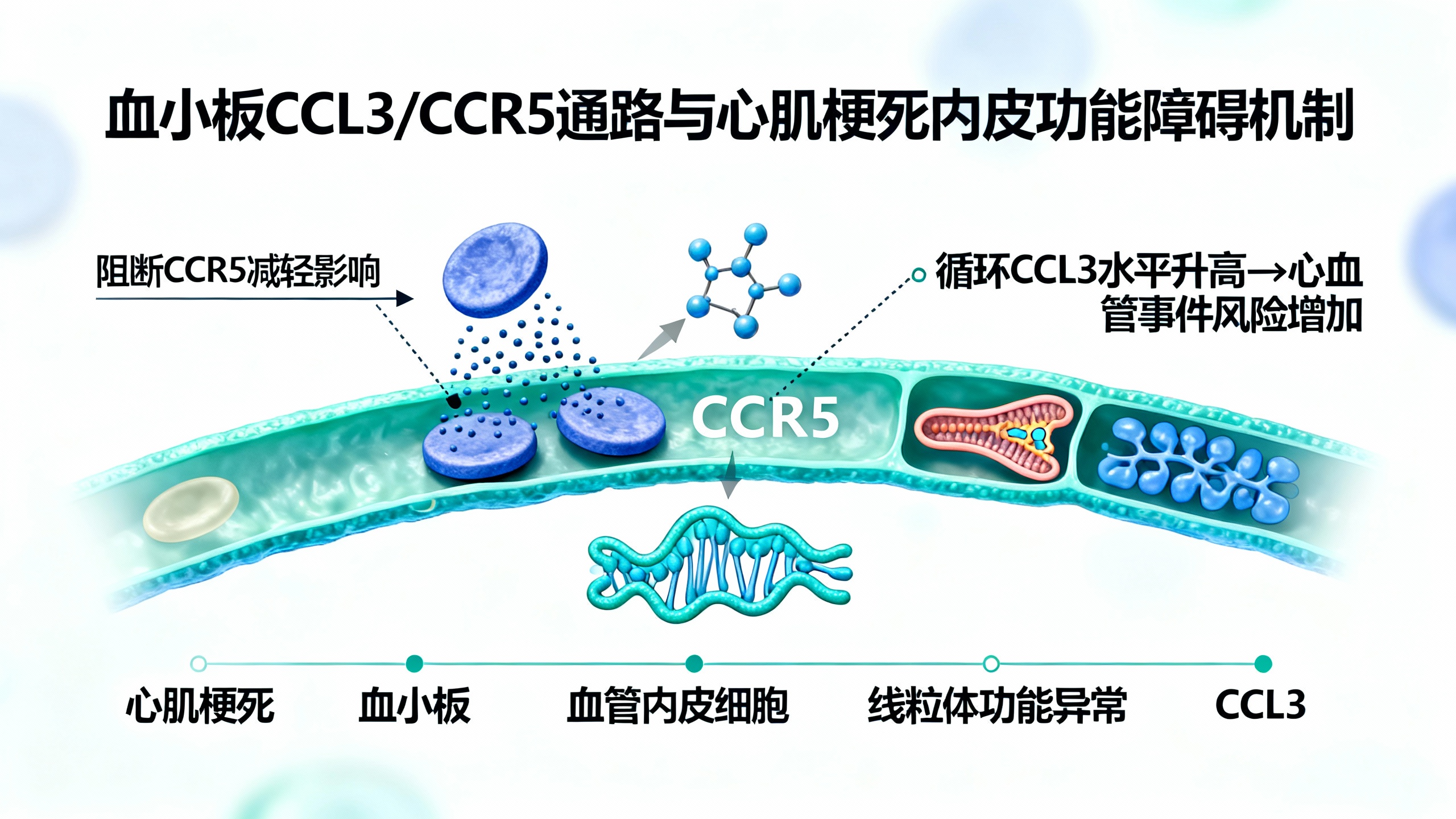 血小板导致心梗时血管细胞能量工厂受损