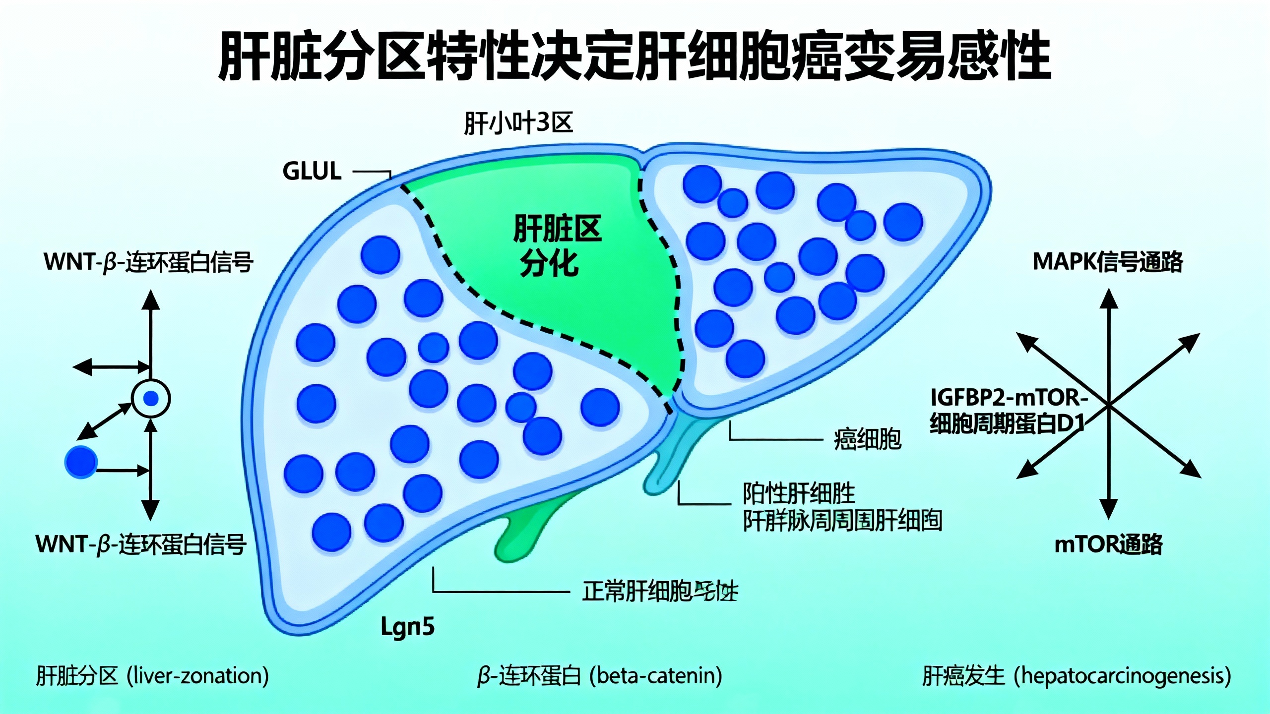 肝脏不同区域决定突变β-连环蛋白致癌能力