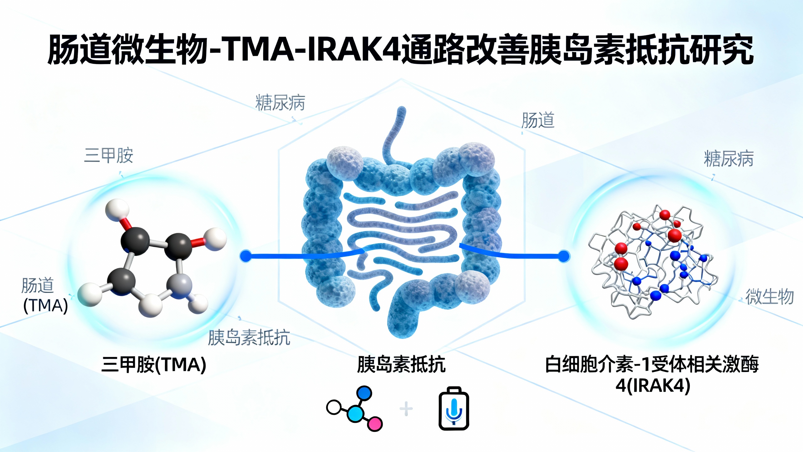 肠道分子展现强大抗糖尿病功效