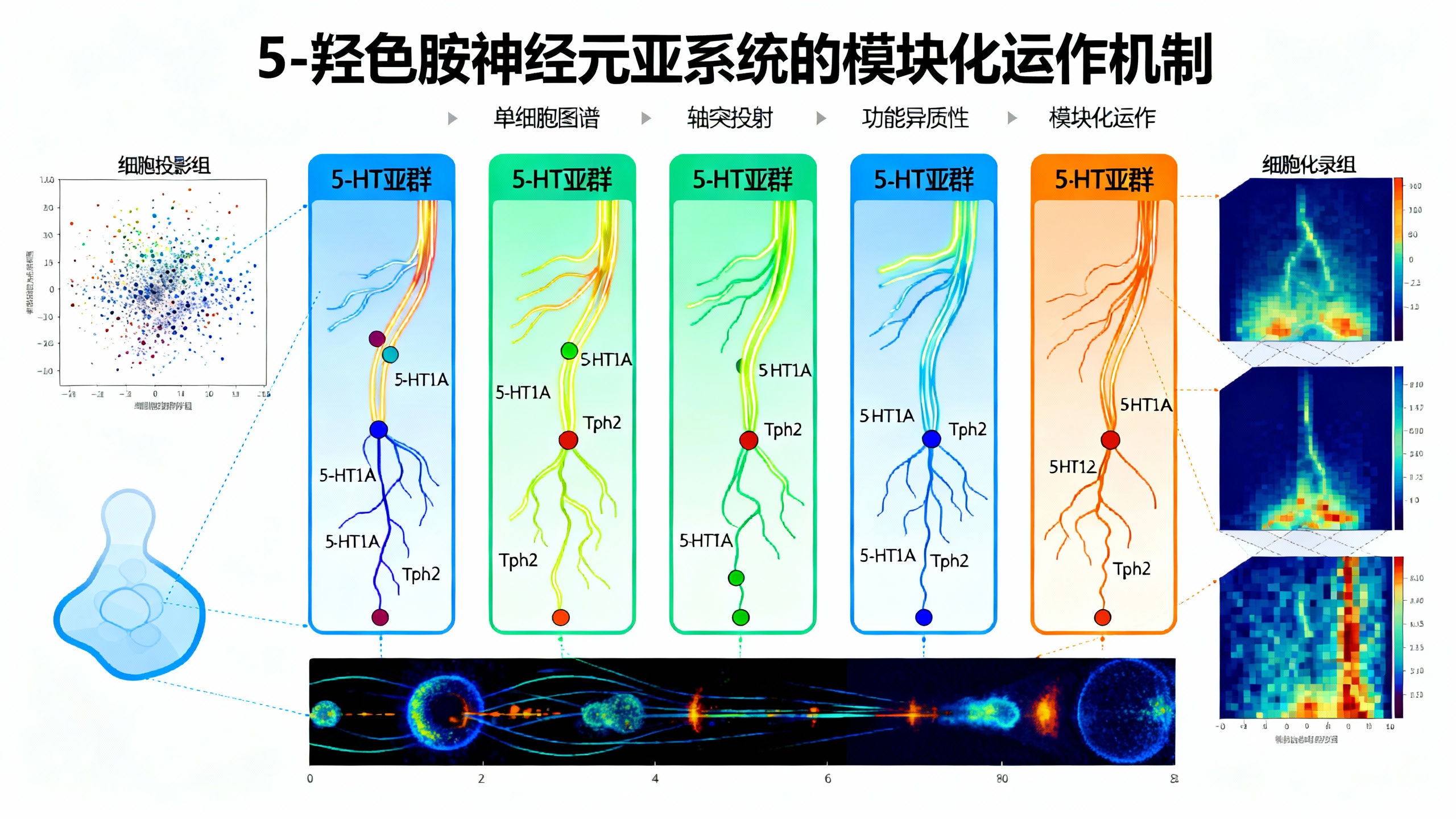 全脑血清素神经细胞图谱揭示大脑工作新原理