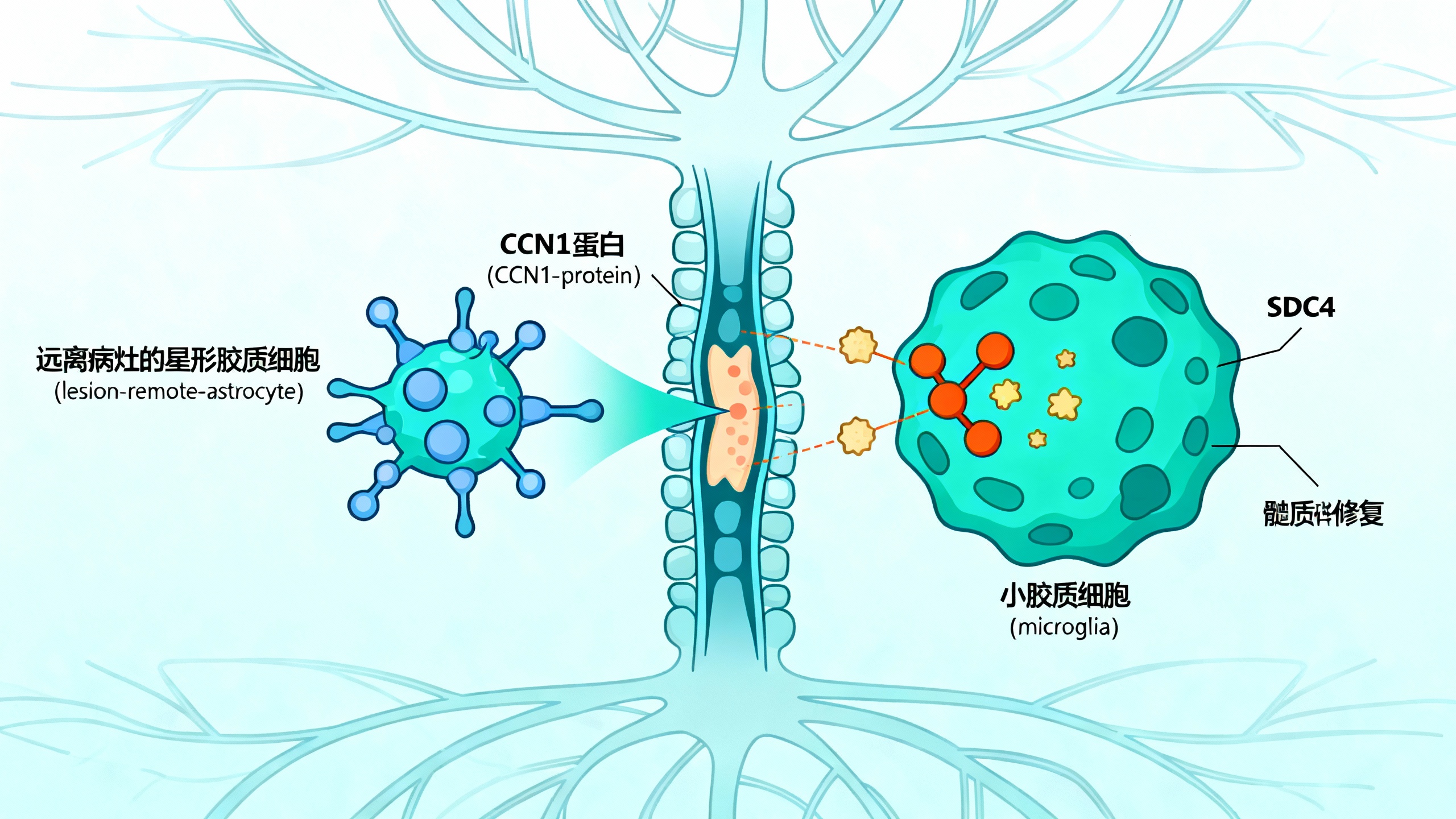 大脑中“远距离”星形细胞指挥小胶质细胞修复脑白质